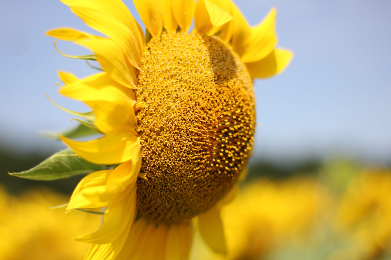 Canon EOS 550D (EOS Rebel T2i / EOS Kiss X4) sample photo. Sunflower, flower, bloom photography