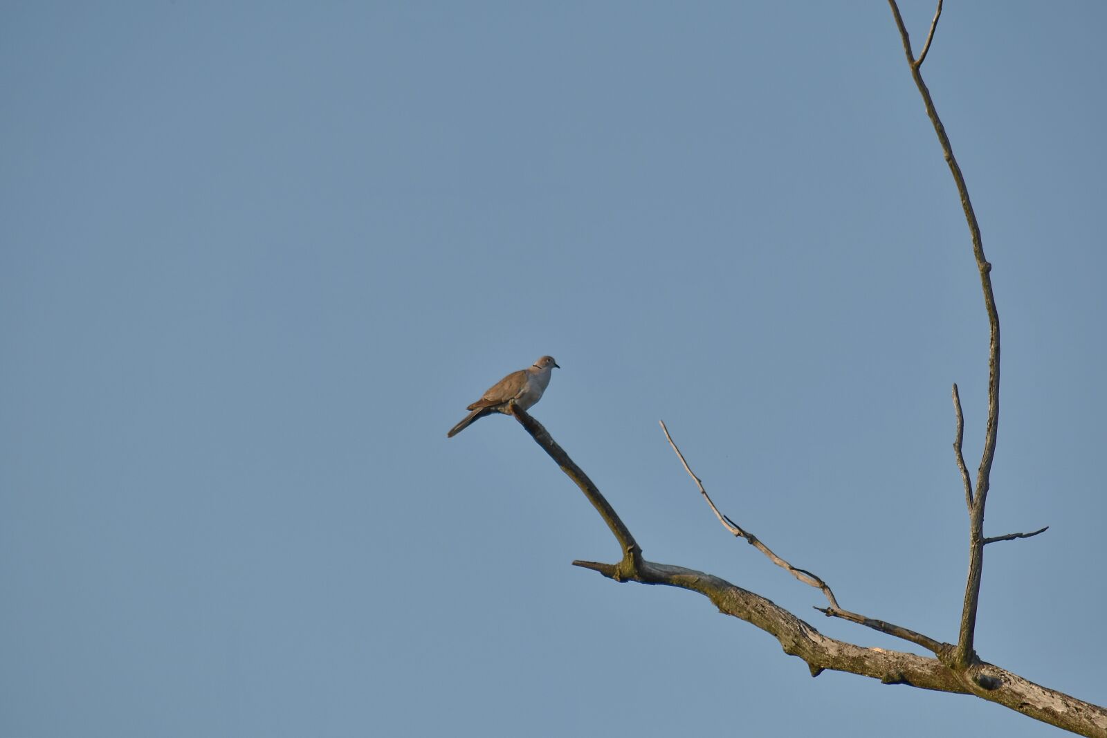 Nikon D5500 sample photo. Bird, branch, dove, migration photography