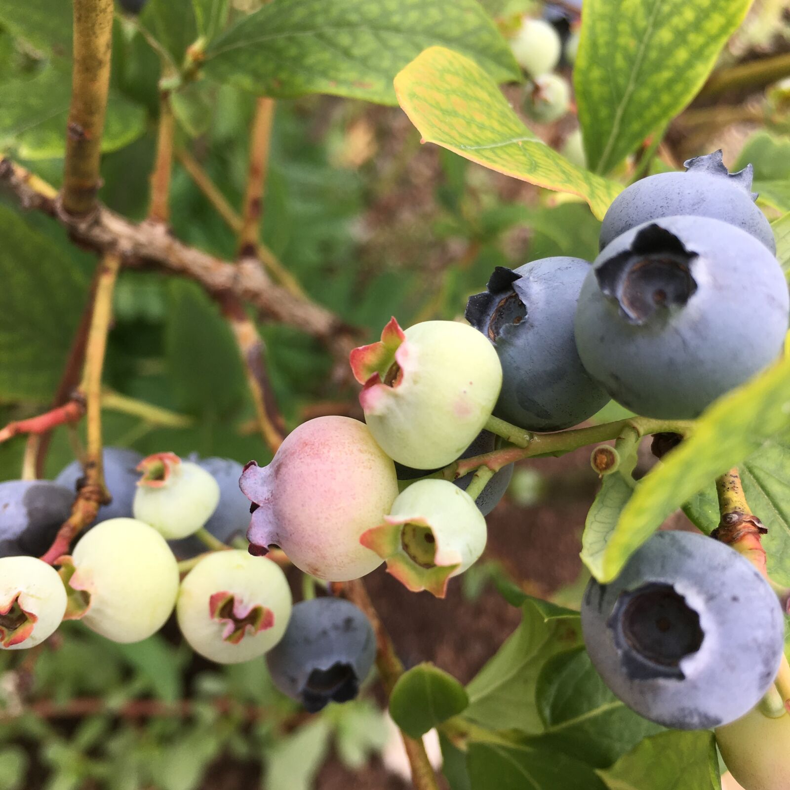 Apple iPhone 6s sample photo. Blueberry, nature, fruit photography