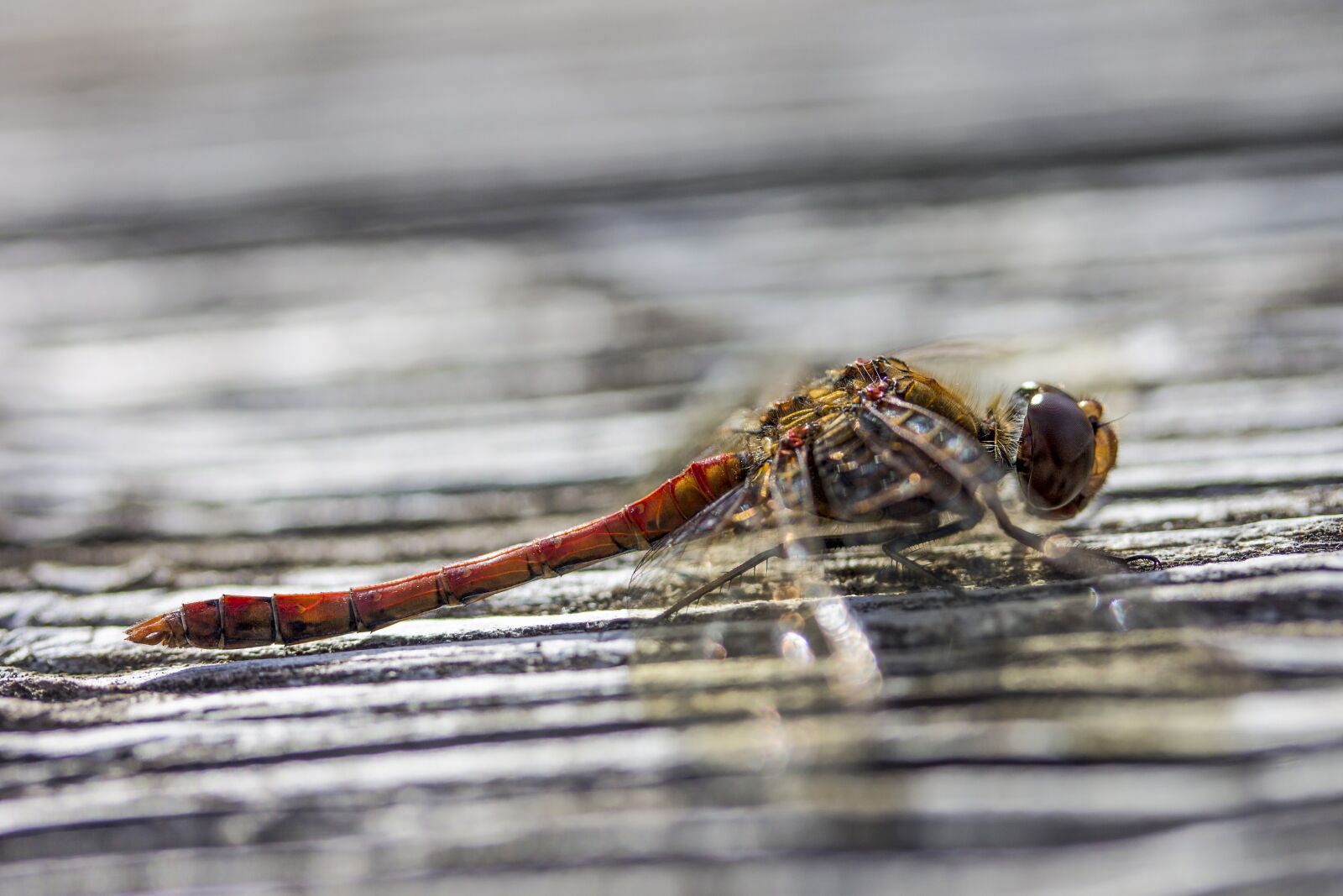 Canon EF-S 60mm F2.8 Macro USM sample photo. Dragonfly, insect, animal photography