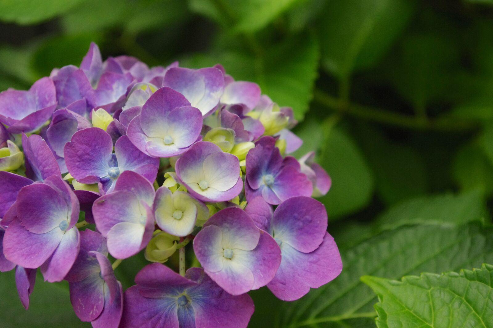 Pentax K-r sample photo. Hydrangea, flower, bloom photography