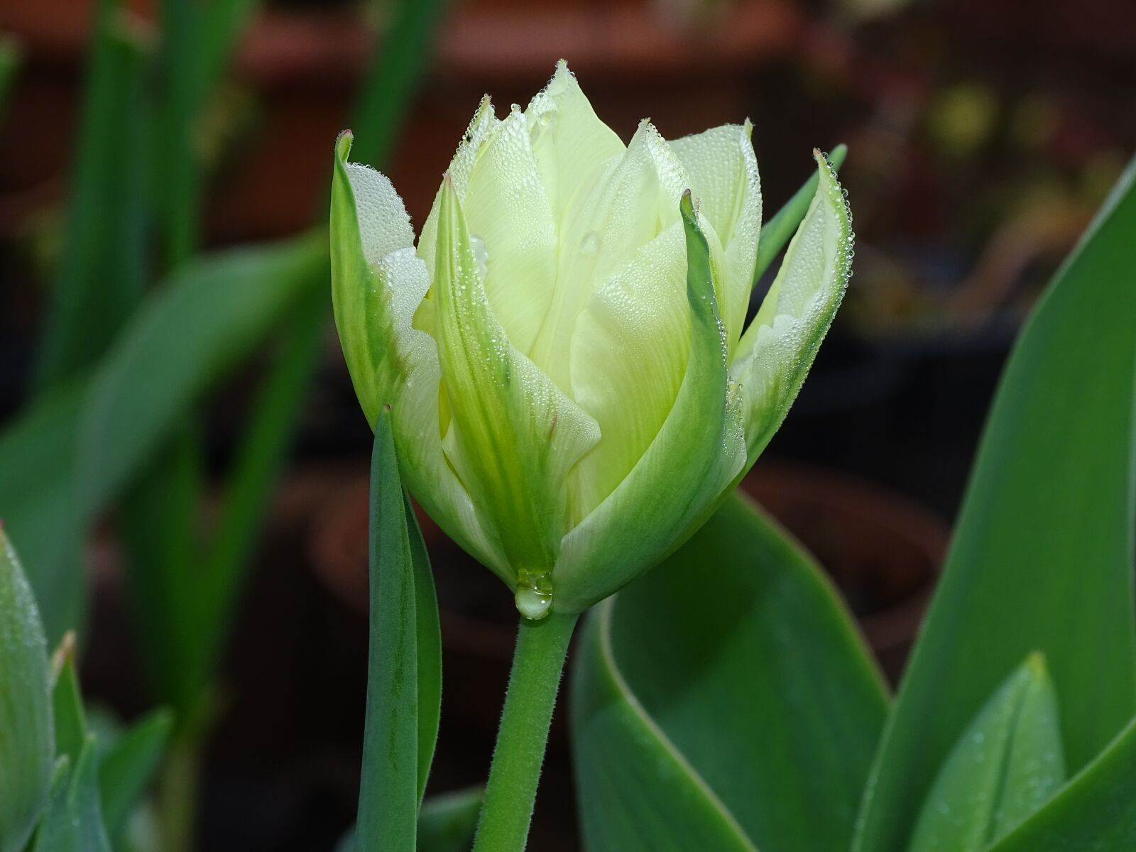 Sony Cyber-shot DSC-HX400V sample photo. Tulip, flower, blossom photography
