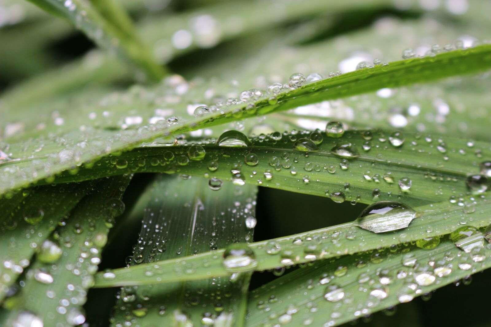 Canon EOS 100D (EOS Rebel SL1 / EOS Kiss X7) sample photo. Leaves, water, drop of photography