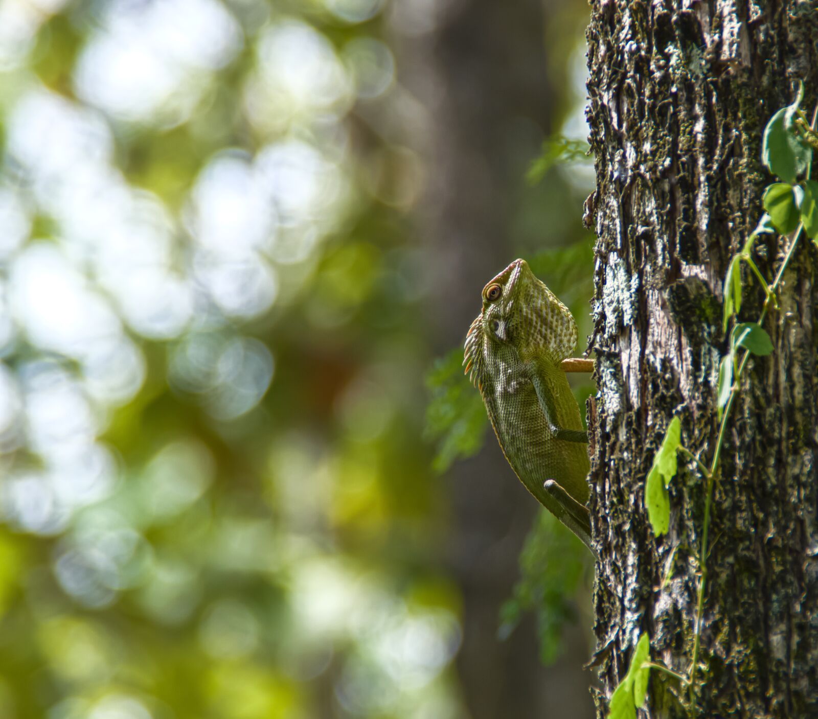 Nikon D3200 sample photo. Chameleon, nature, wildlife photography