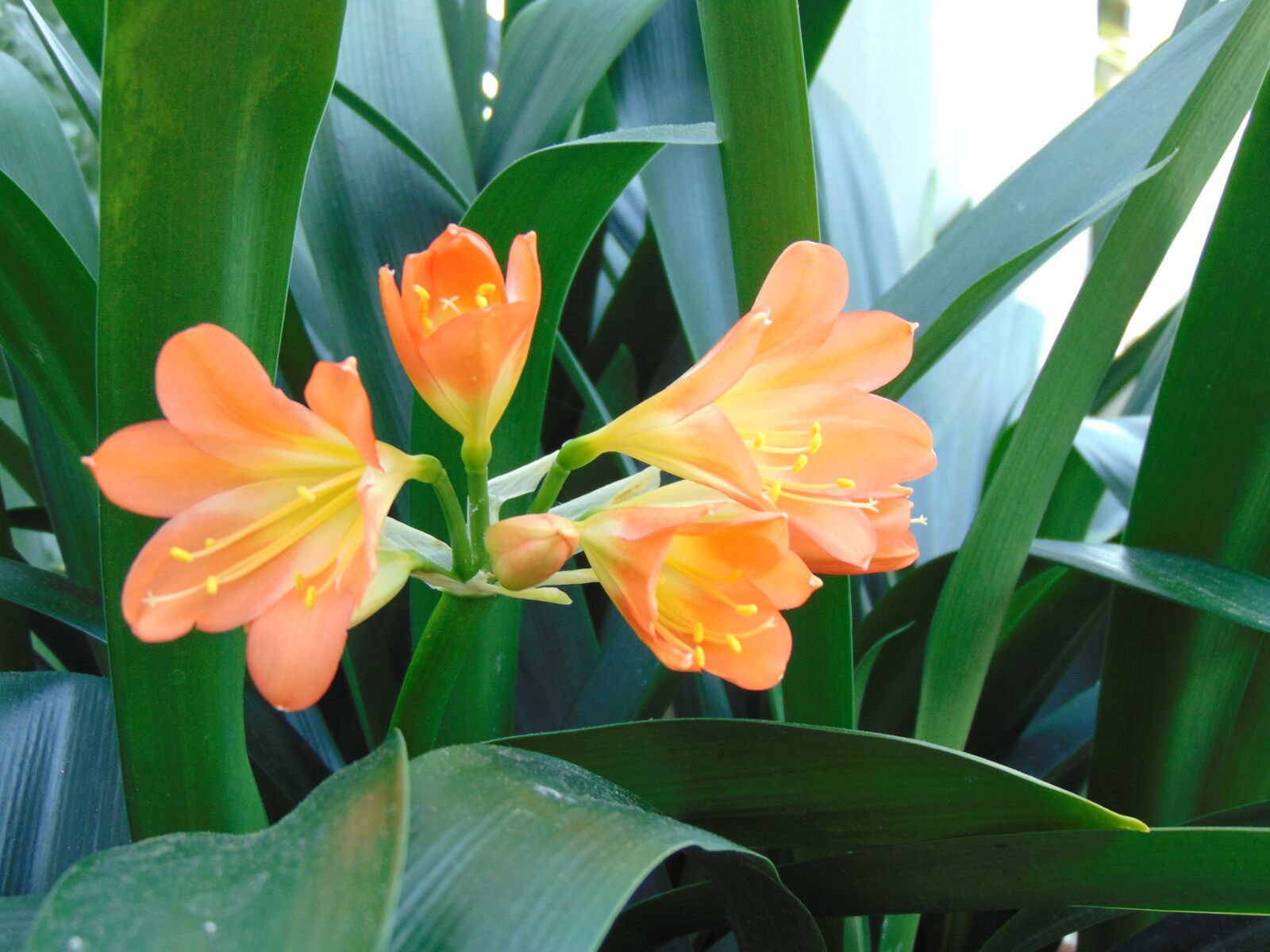Sony Cyber-shot DSC-H300 sample photo. Spring, floral, flower photography