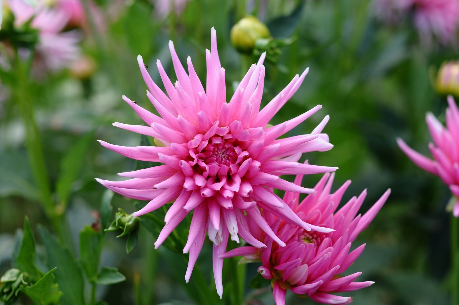 Nikon D90 sample photo. Flower, beauty, plant photography
