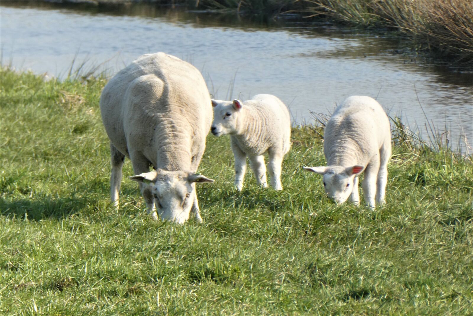 Panasonic Lumix DC-ZS70 (Lumix DC-TZ90) sample photo. Lambs, spring, meadow photography