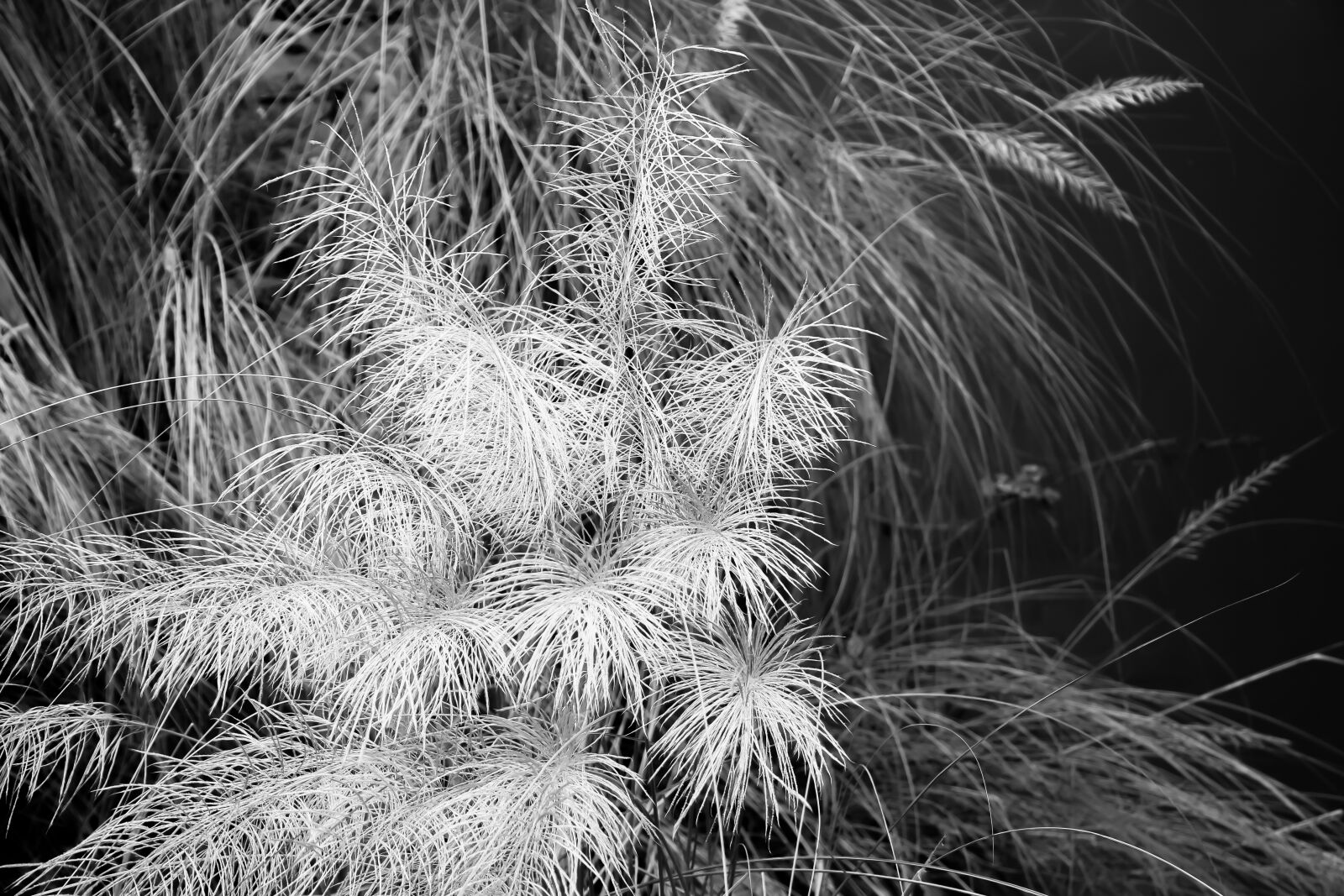 Canon EF-S 18-135mm F3.5-5.6 IS USM sample photo. Catkin, environment, nature photography