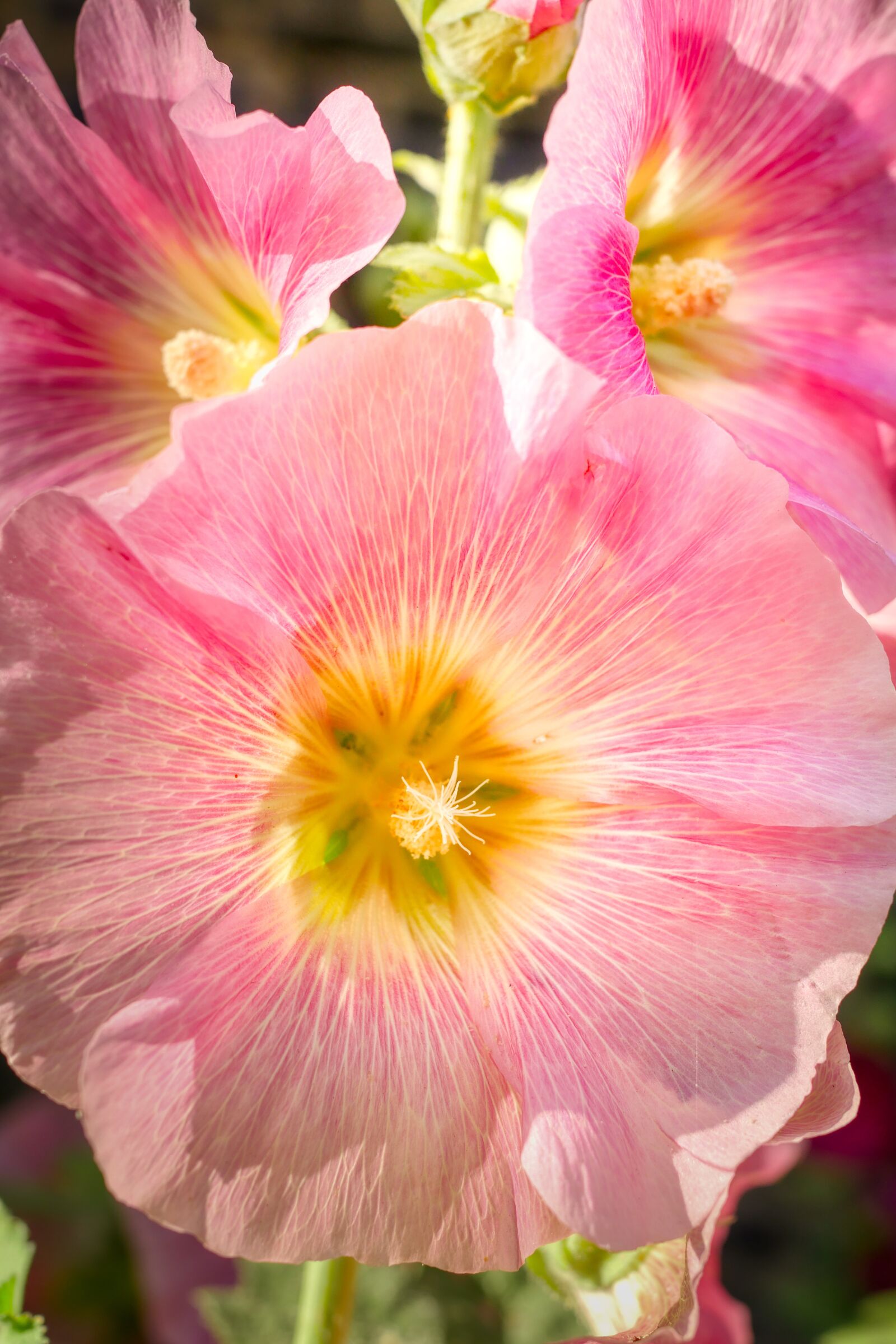 Panasonic Lumix DMC-GX8 sample photo. Flower, bloom, blossom photography