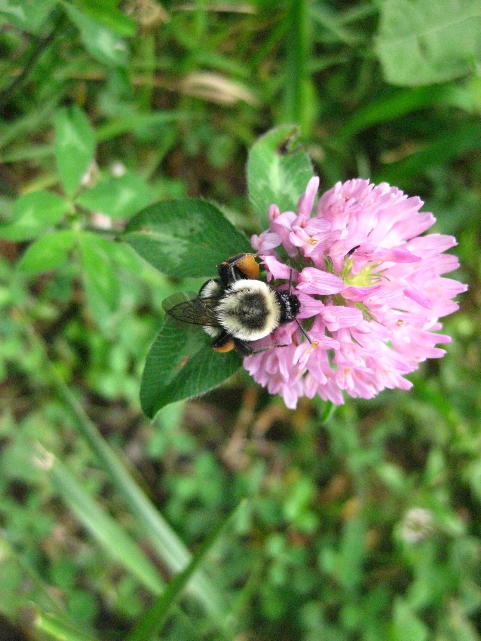 Canon PowerShot SD1100 IS (Digital IXUS 80 IS / IXY Digital 20 IS) sample photo. Clover, bee, nature photography