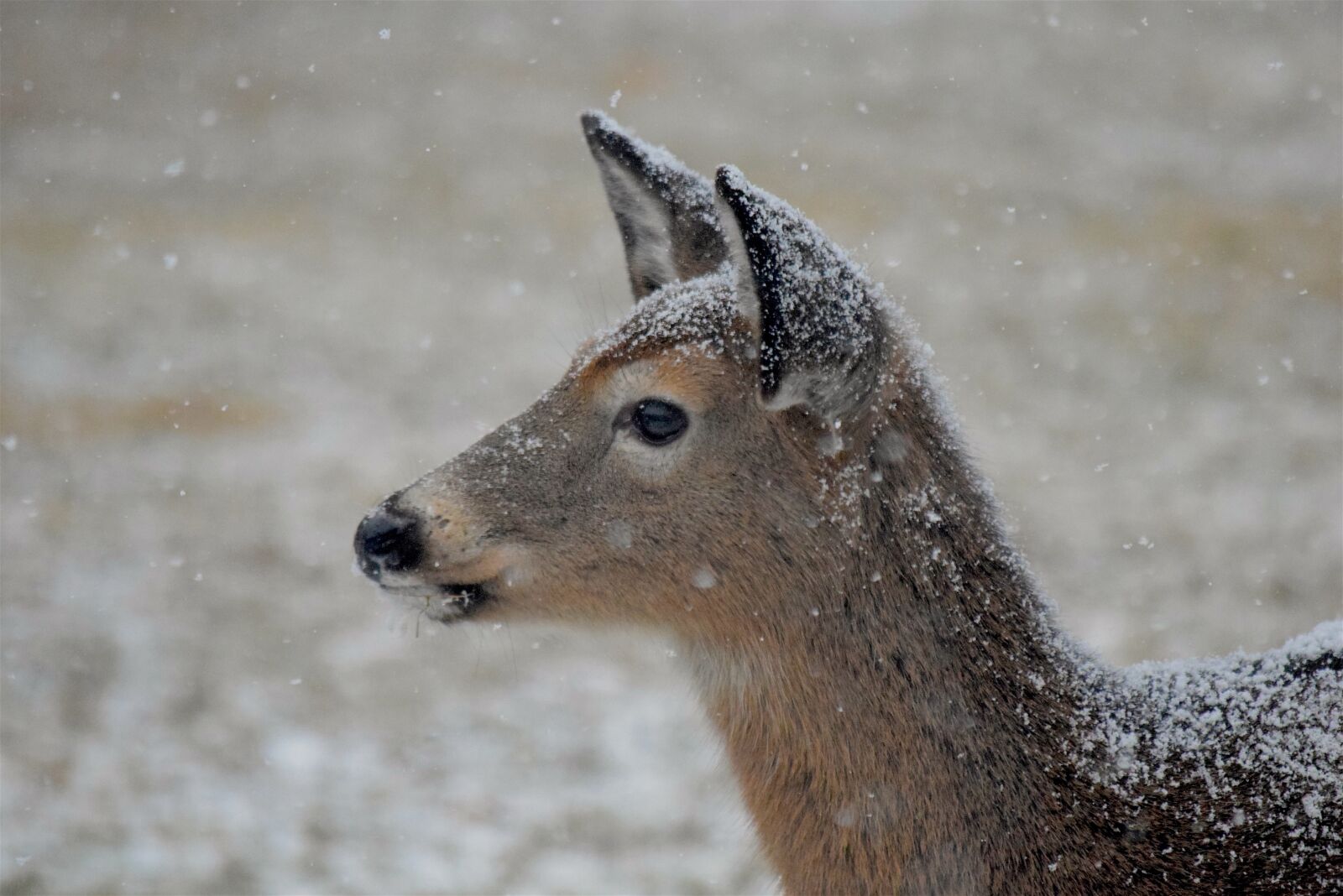Nikon D3300 sample photo. Deer, snow, winter photography