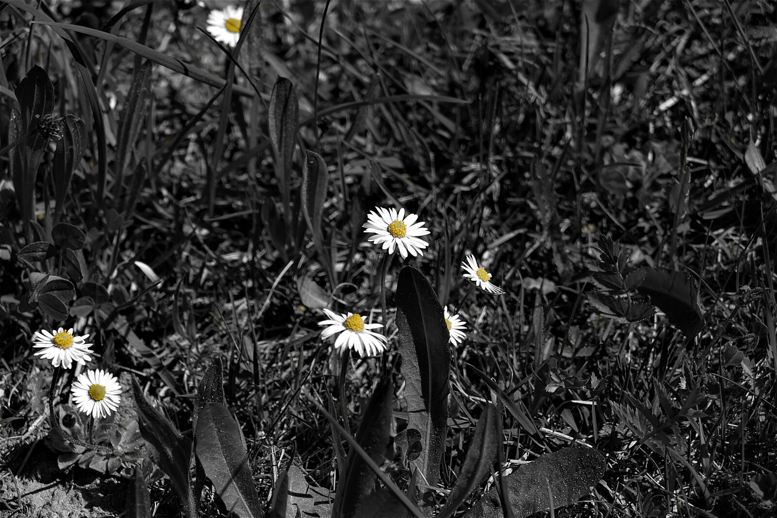 Panasonic Lumix DMC-FZ1000 sample photo. Daisy, s w, meadow photography