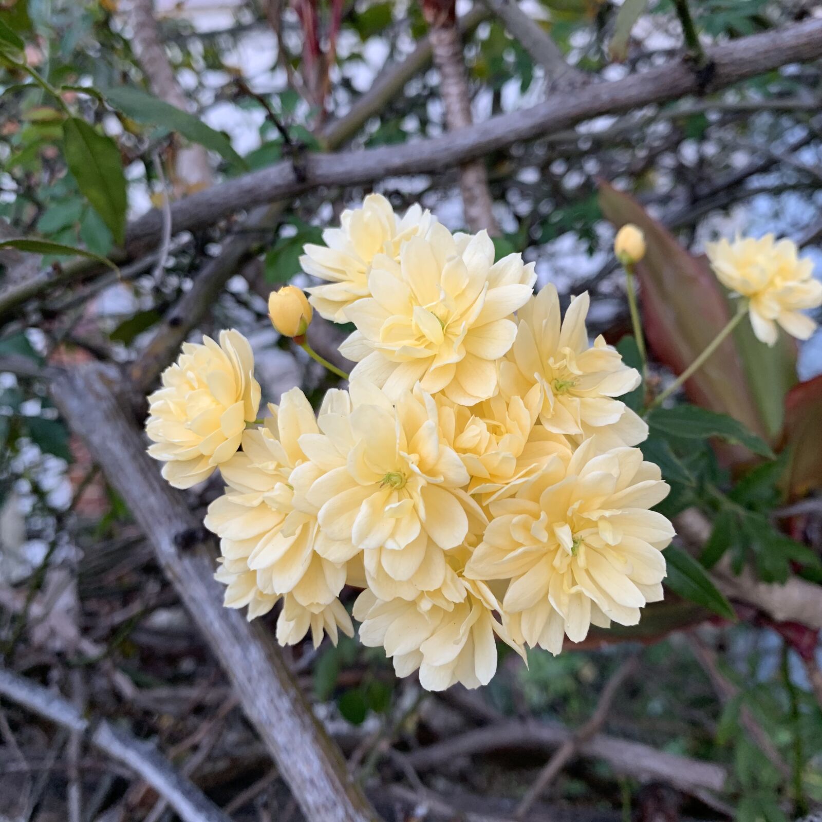 iPhone XR back camera 4.25mm f/1.8 sample photo