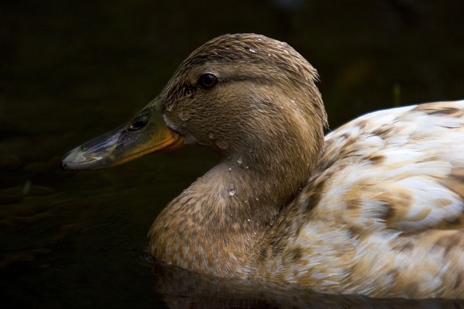 Canon EOS 20D sample photo. Birds, duck, the nature photography
