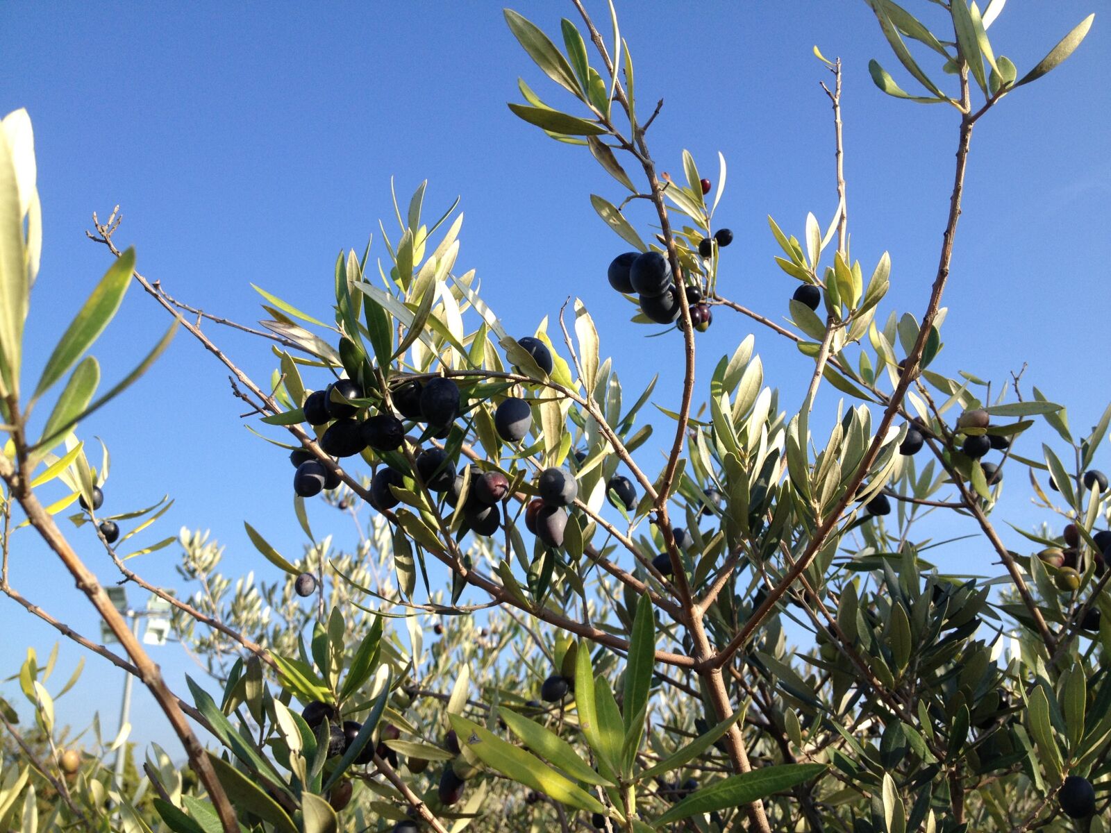 iPhone 4S back camera 4.28mm f/2.4 sample photo. Olive branch, black, provence photography