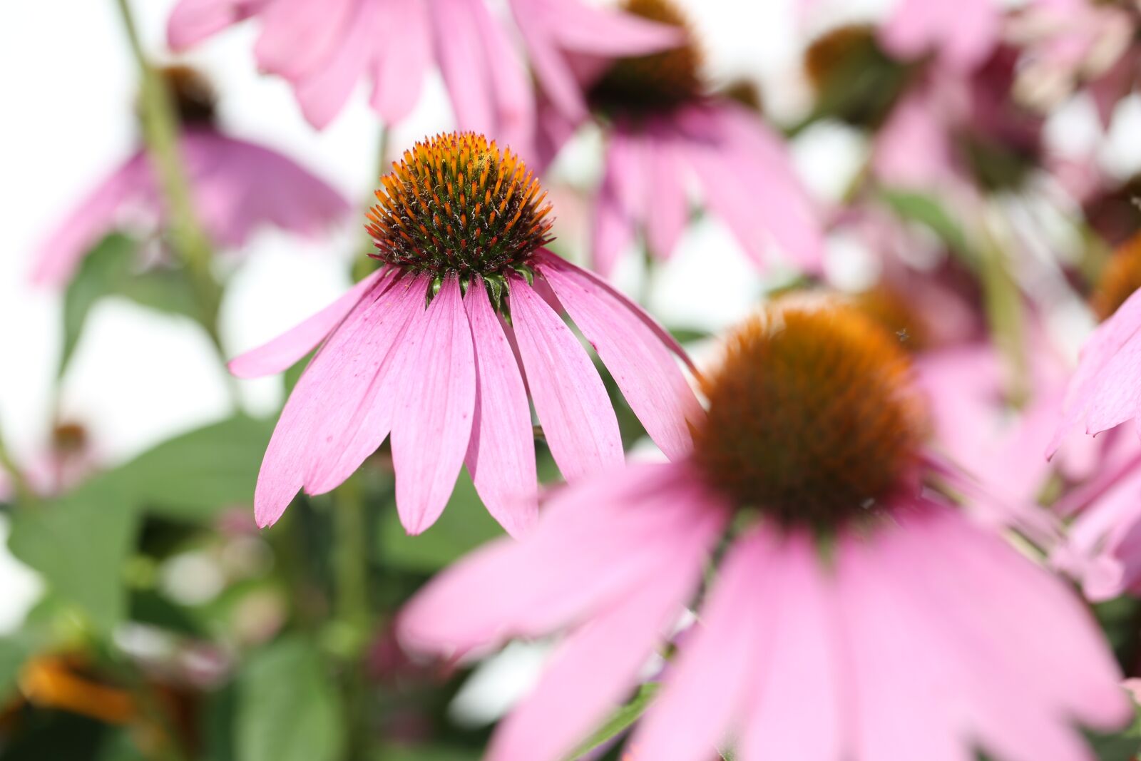 Canon EF 100mm F2.8L Macro IS USM sample photo. Flower, blossom, bloom photography