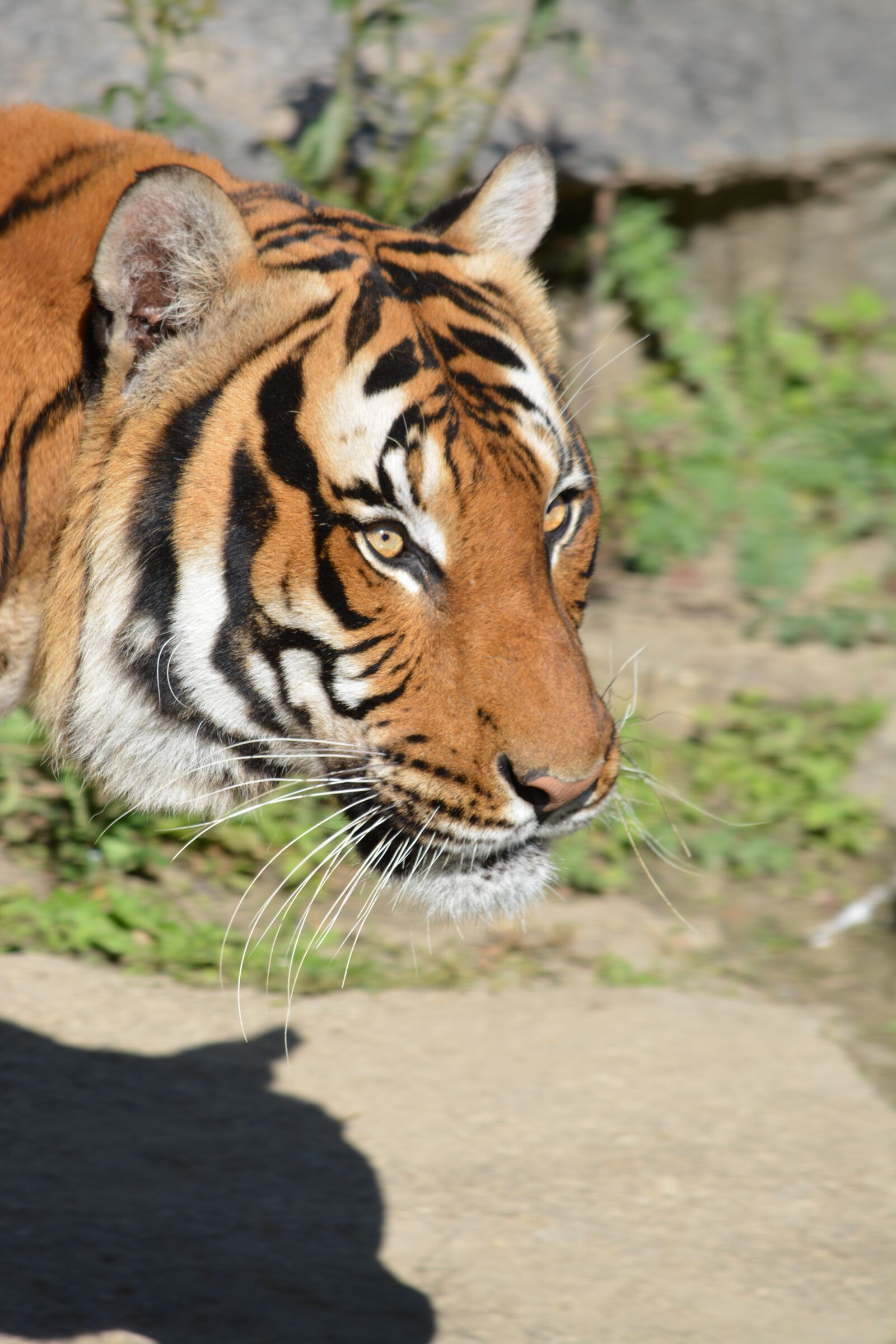 Nikon D5200 sample photo. Animal world, animal, cat photography