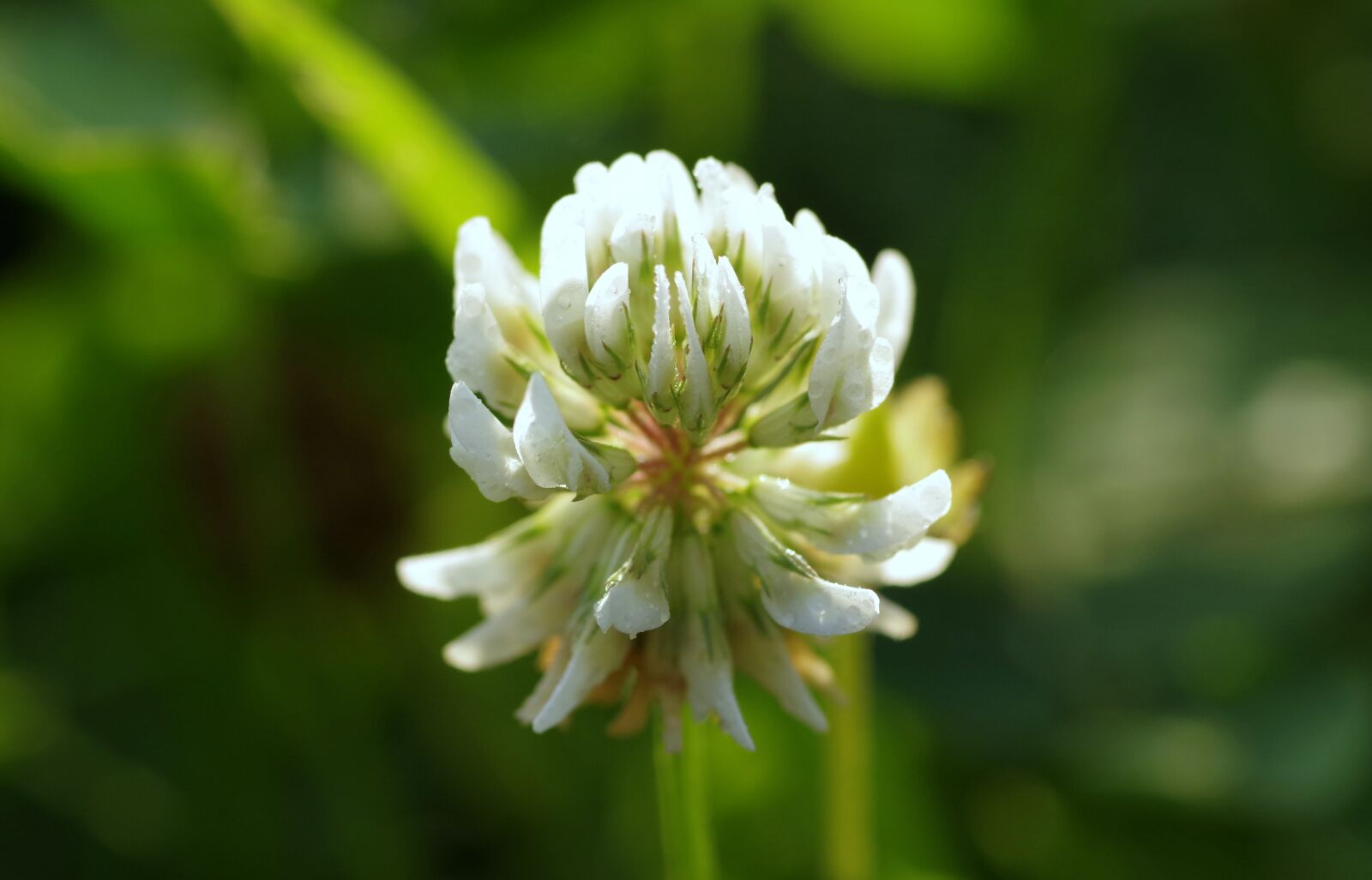 Pentax K-S2 sample photo. Clover, white, łąkowa photography