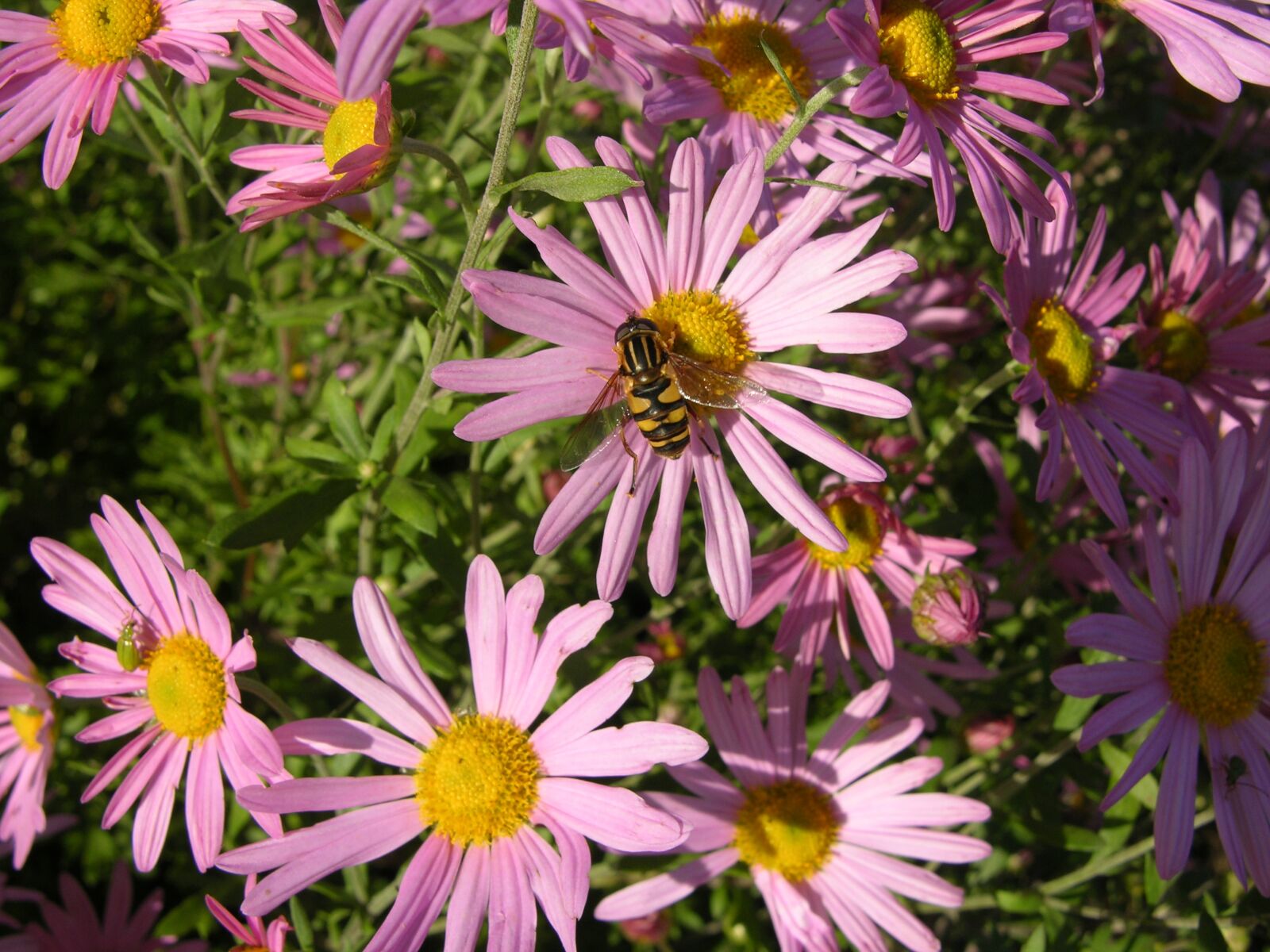 Nikon E8700 sample photo. Pink aster flower, bee photography