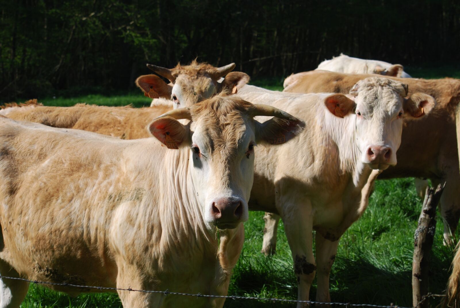Nikon D60 sample photo. Cows, blonde of aquitaine photography