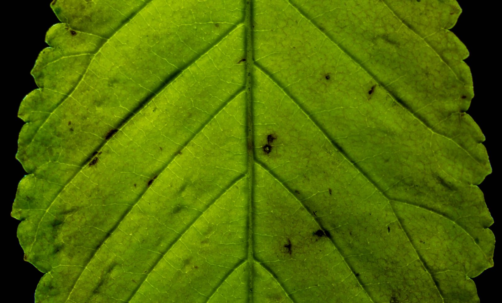Nikon D5300 sample photo. Leaf, green, macro photography