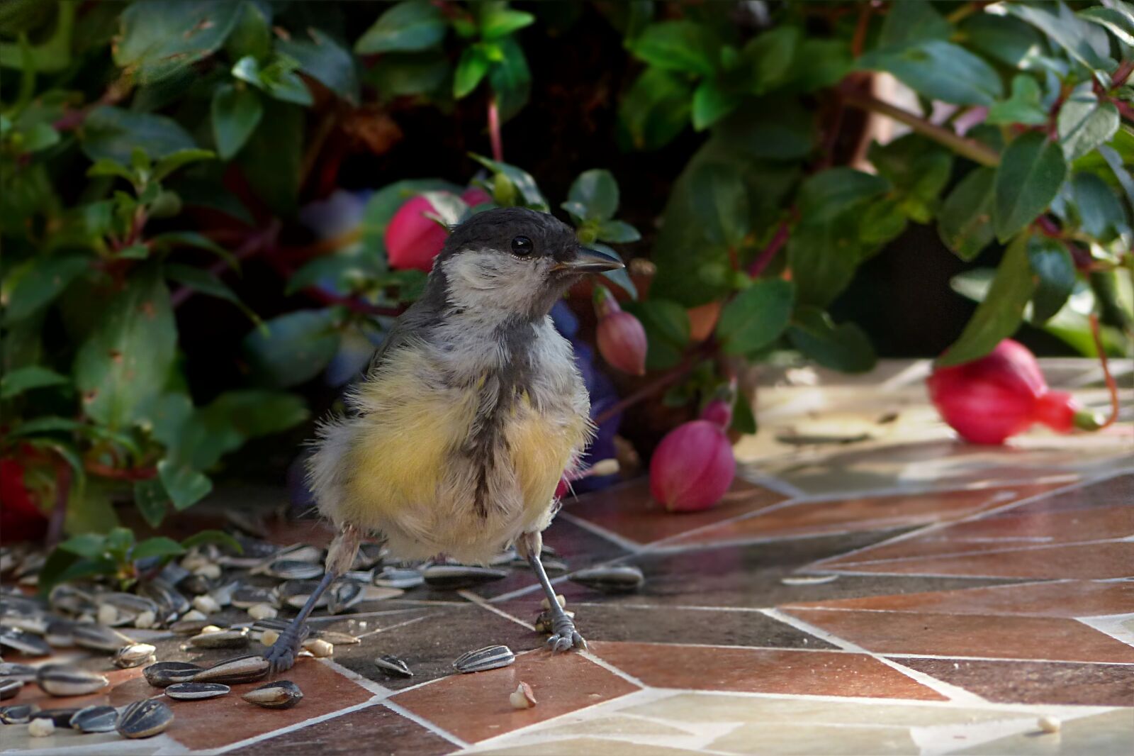 Panasonic Lumix DMC-FZ200 sample photo. Bird, tit, parus major photography
