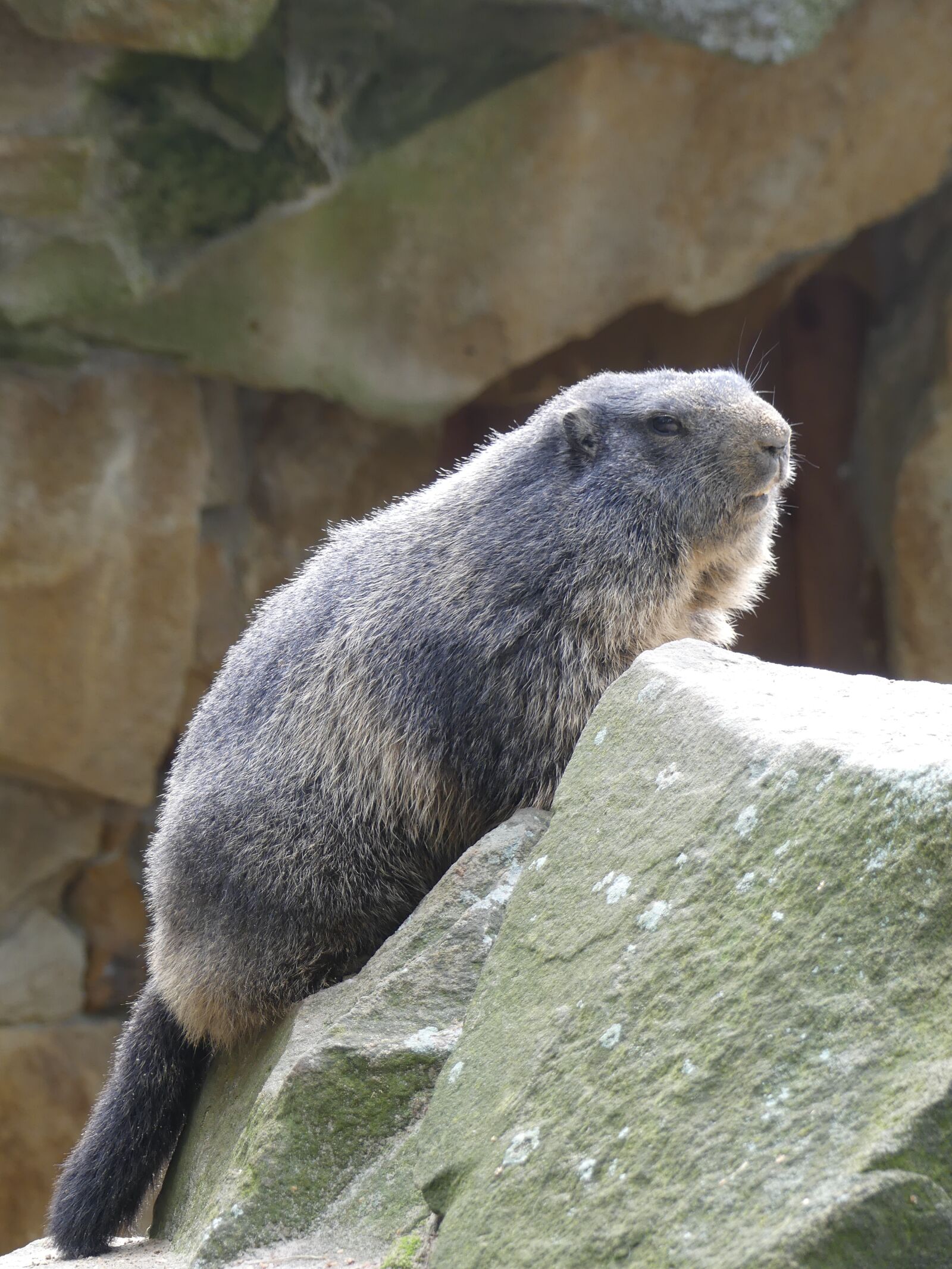 Panasonic Lumix DMC-FZ300 sample photo. Marmot, alpine, rodent photography