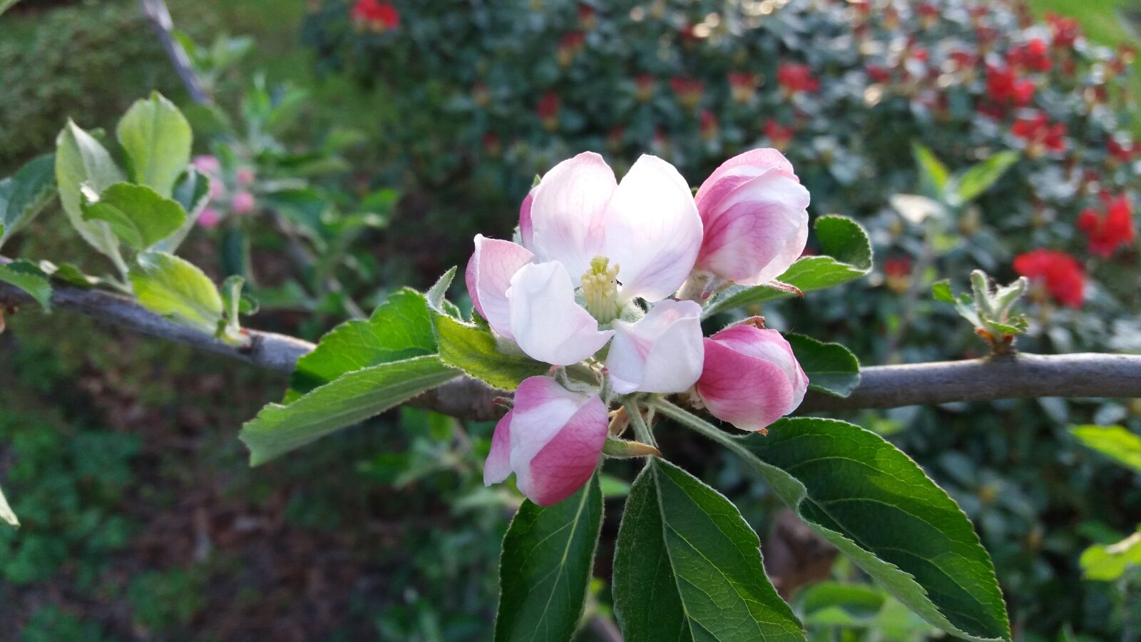 Samsung Galaxy J5 sample photo. Apple blossom, apple, fruit photography