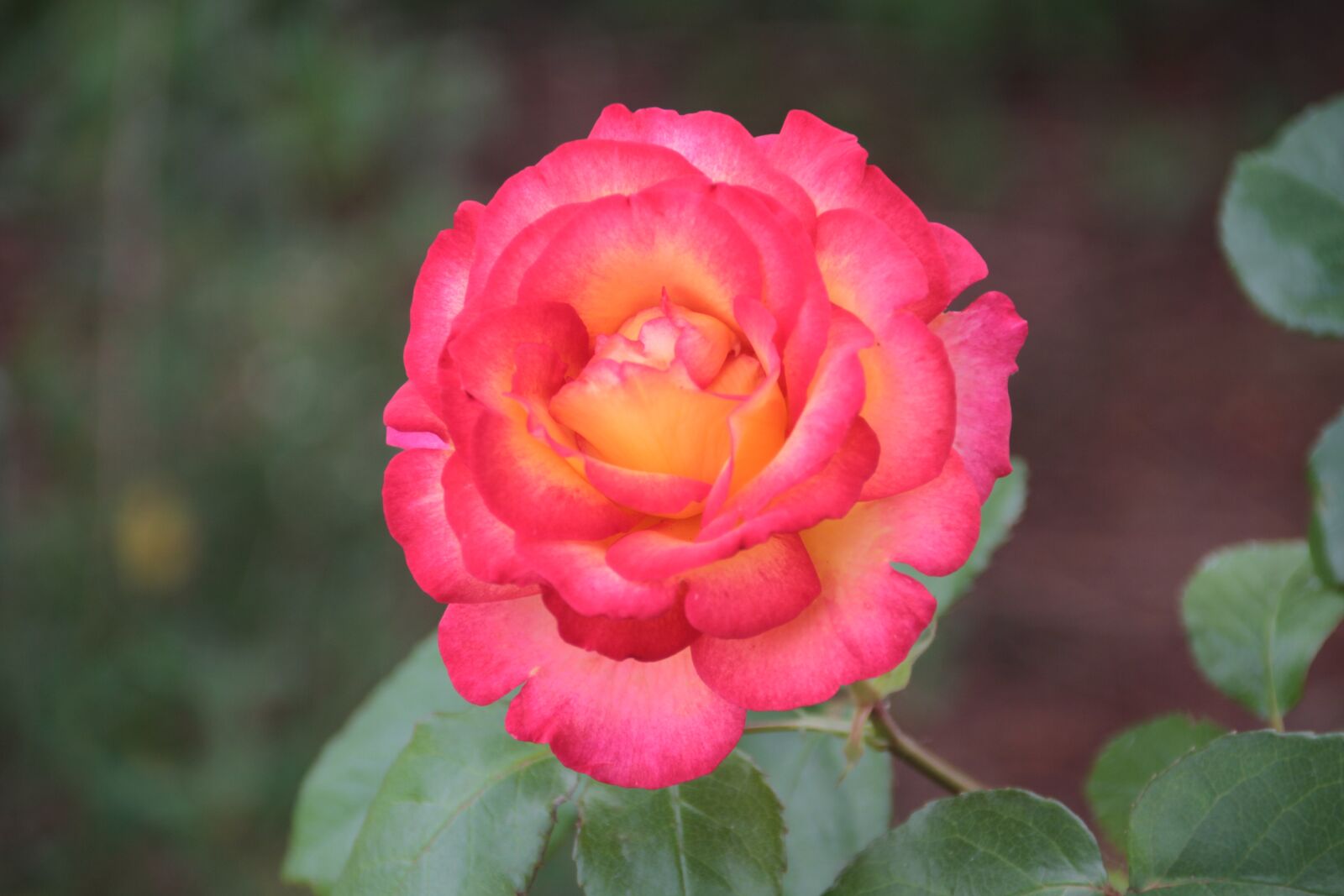 Canon EOS 7D sample photo. Rosebush, pink, yellow rose photography