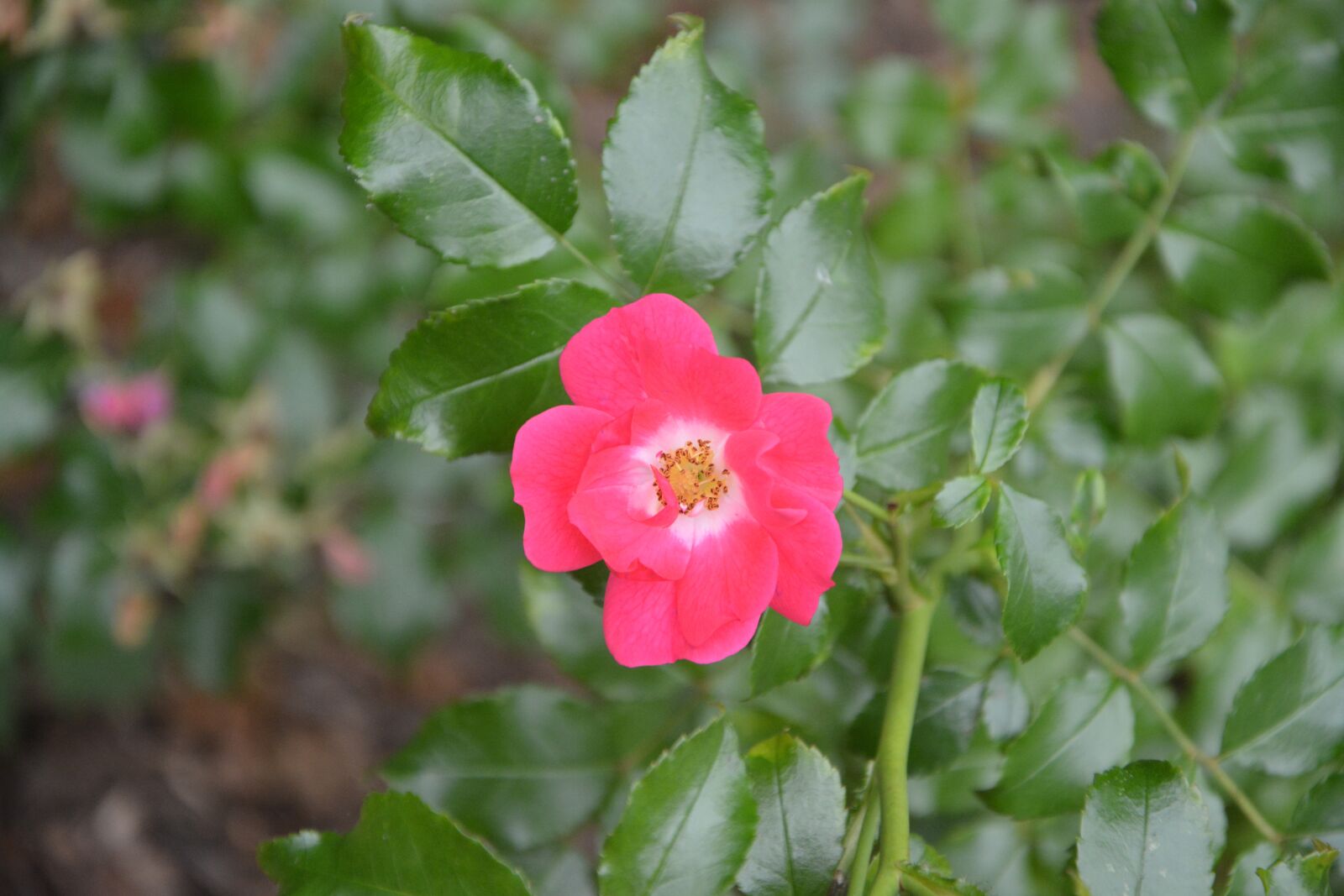 Nikon D5200 sample photo. Flowers, pink, petals photography