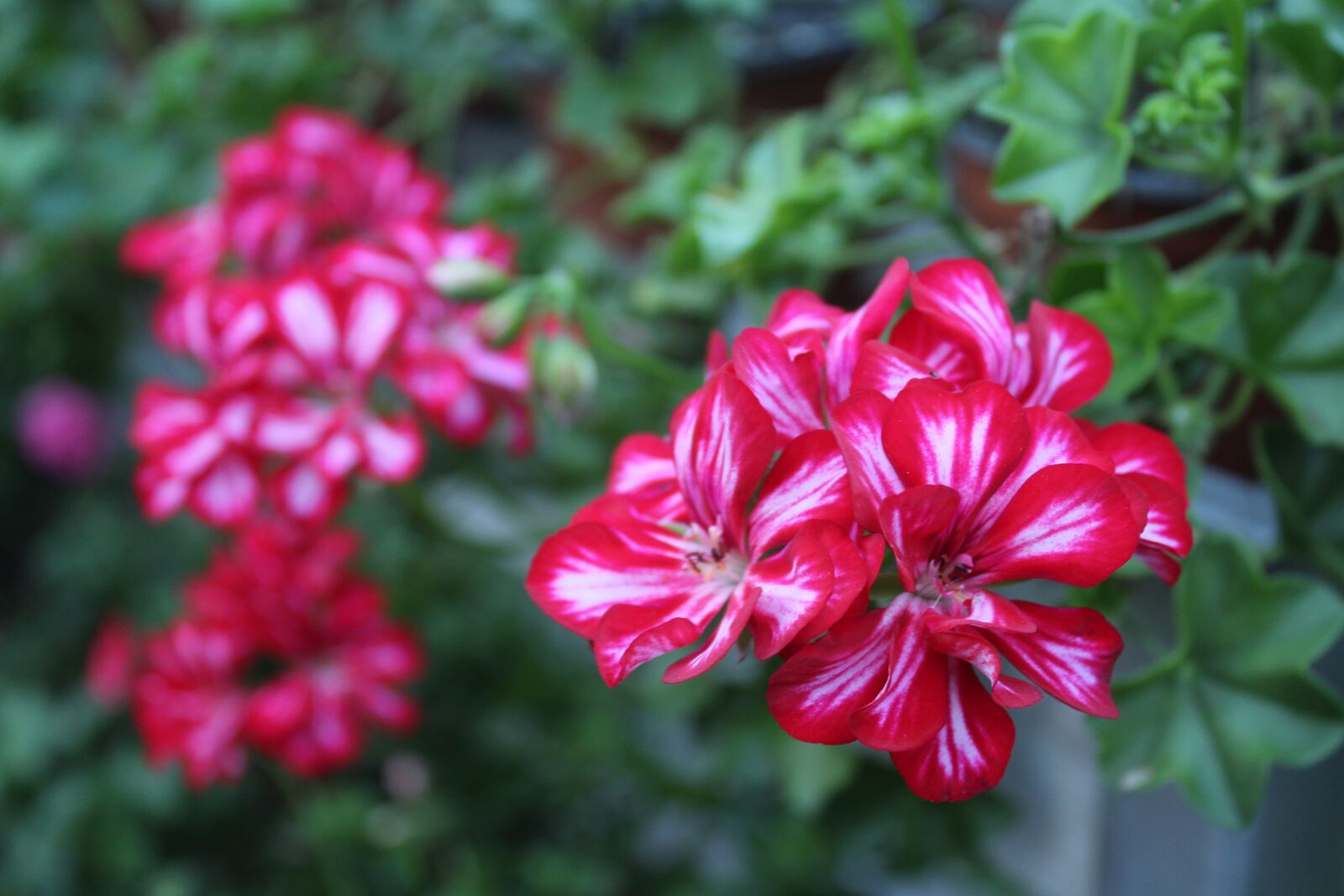 Canon EOS 700D (EOS Rebel T5i / EOS Kiss X7i) sample photo. Pink and white chichewa photography