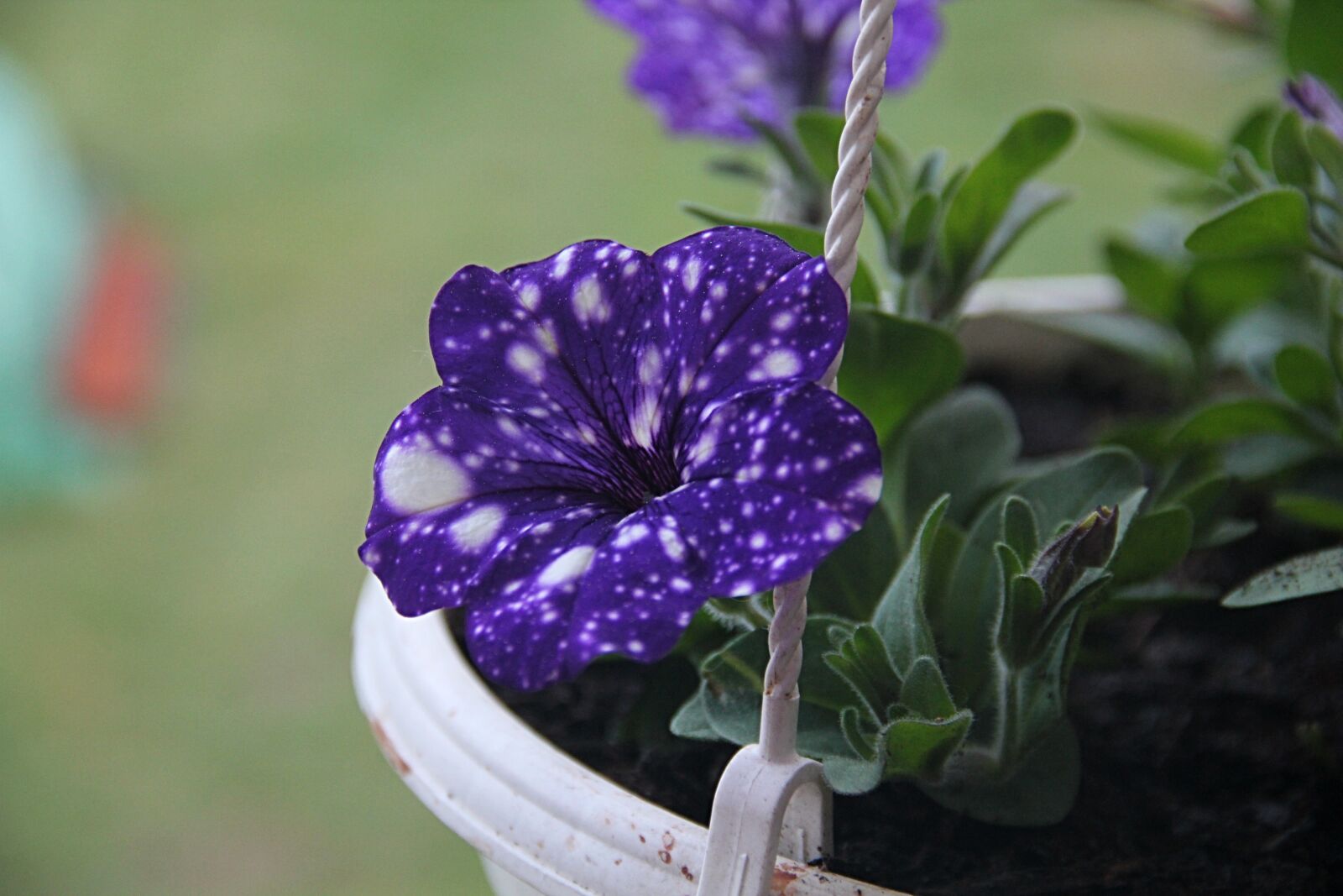 Canon EOS 550D (EOS Rebel T2i / EOS Kiss X4) sample photo. Zaharada, green, flower photography
