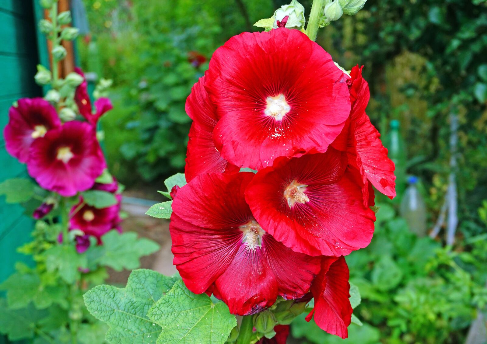 Sony a6000 sample photo. Nature, plants, flower photography