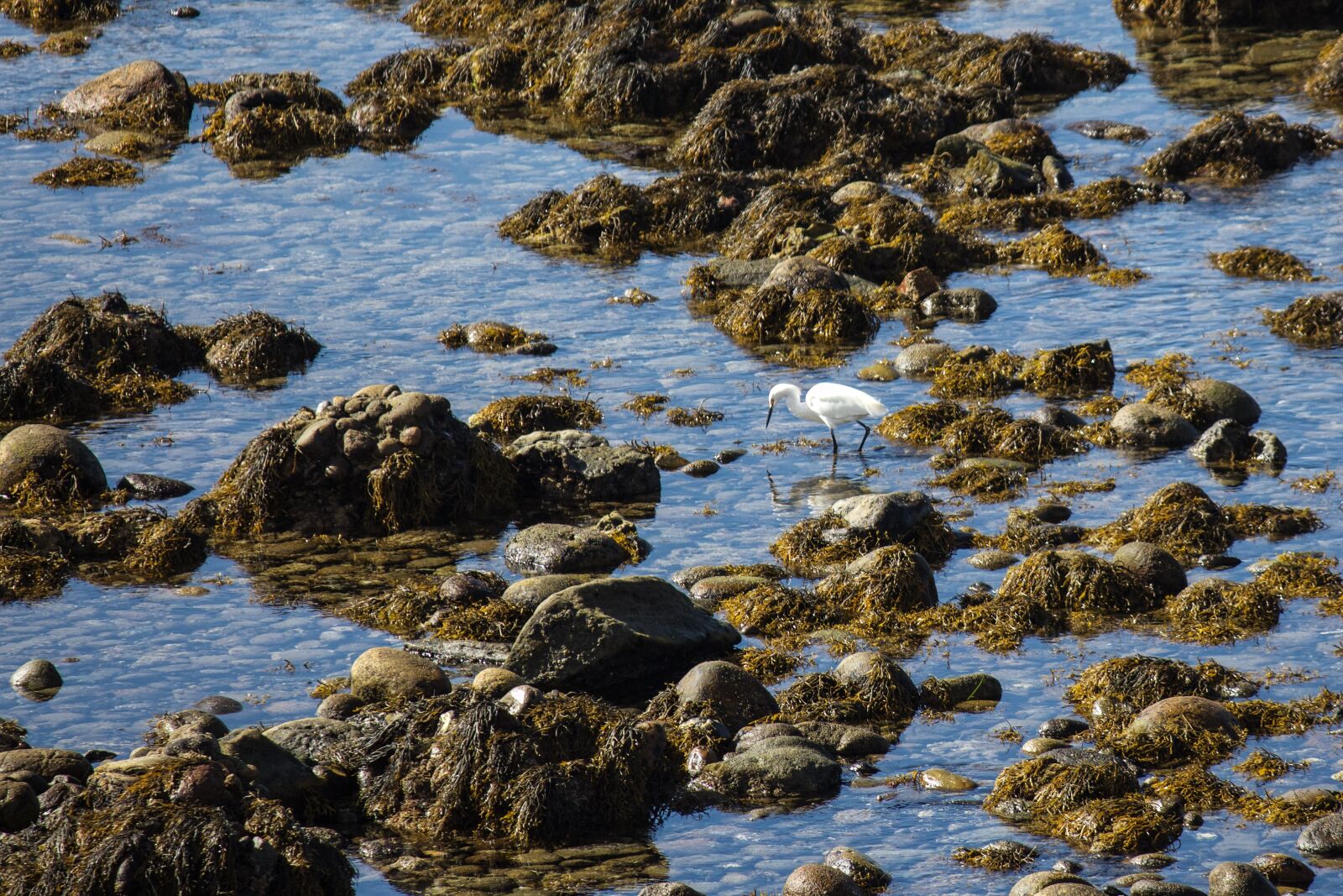 Canon EOS 650D (EOS Rebel T4i / EOS Kiss X6i) + Canon EF-S 55-250mm F4-5.6 IS sample photo. San diego, shoreline, egret photography