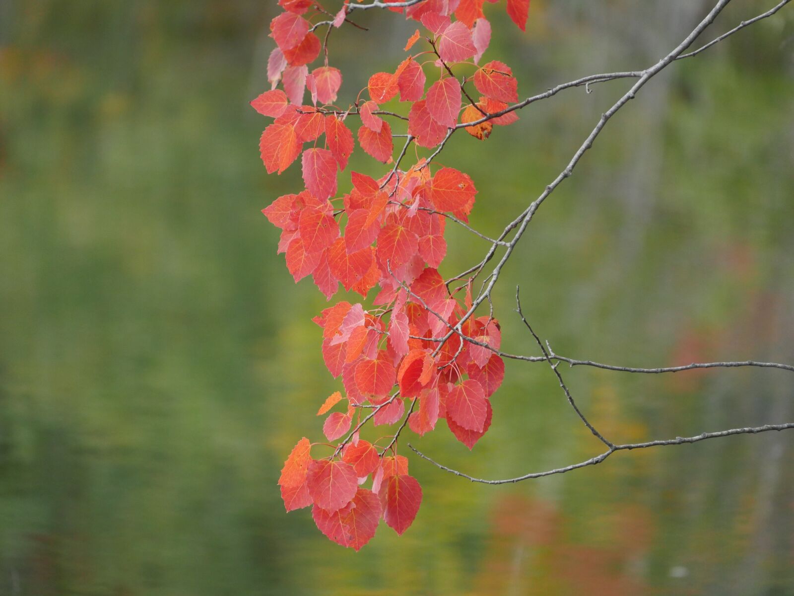 Panasonic Lumix DMC-GH4 sample photo. Red leaves, fall, autumn photography
