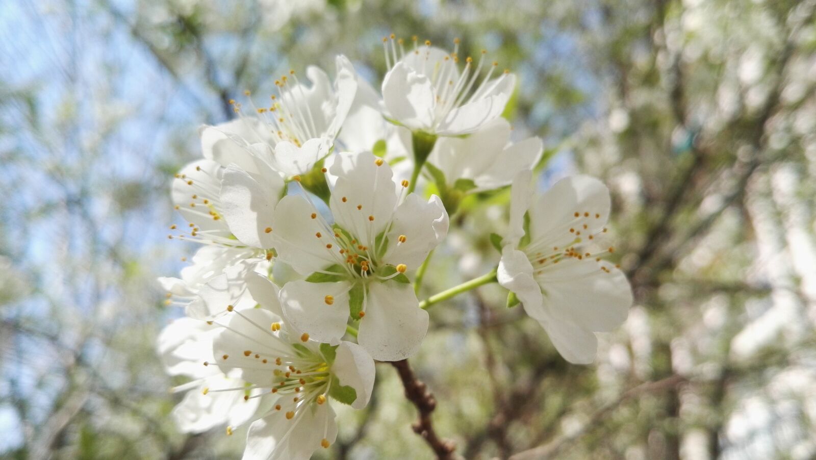 HUAWEI P8 sample photo. Pear, white pear flowers photography
