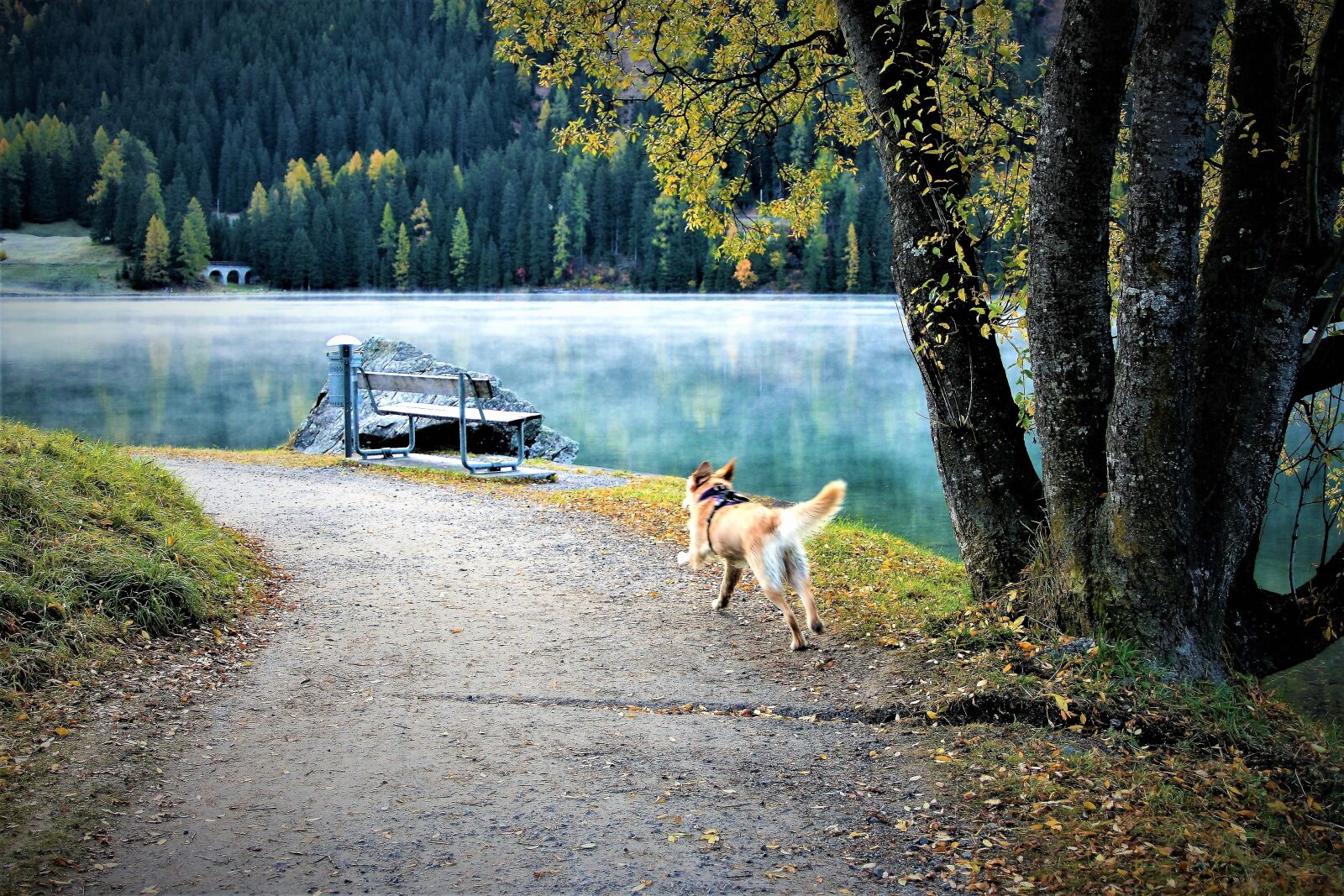 Canon EOS 400D (EOS Digital Rebel XTi / EOS Kiss Digital X) sample photo. Morning, spacer, dog photography