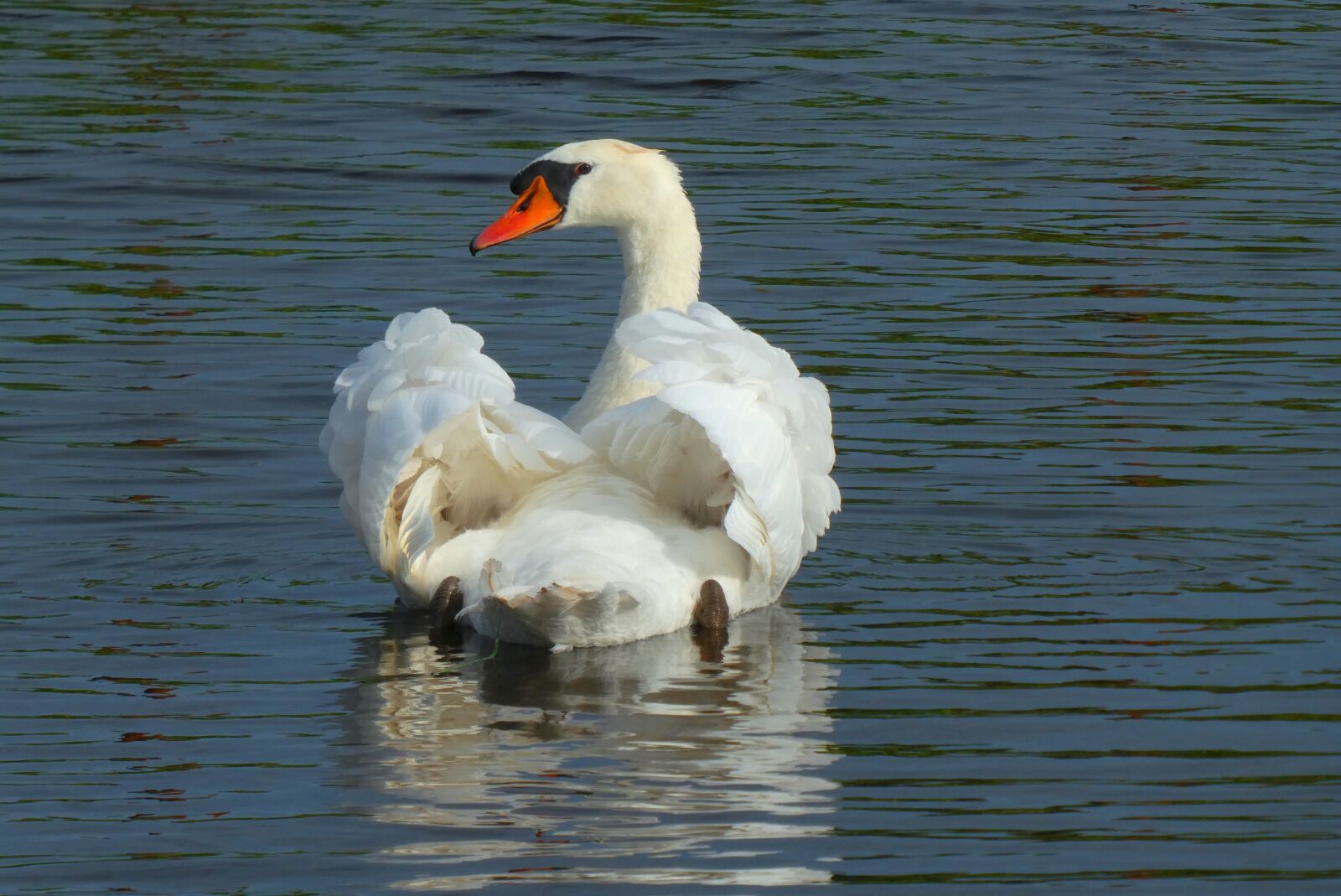 Panasonic Lumix DC-ZS70 (Lumix DC-TZ90) sample photo. Swans, reflection, feathers photography