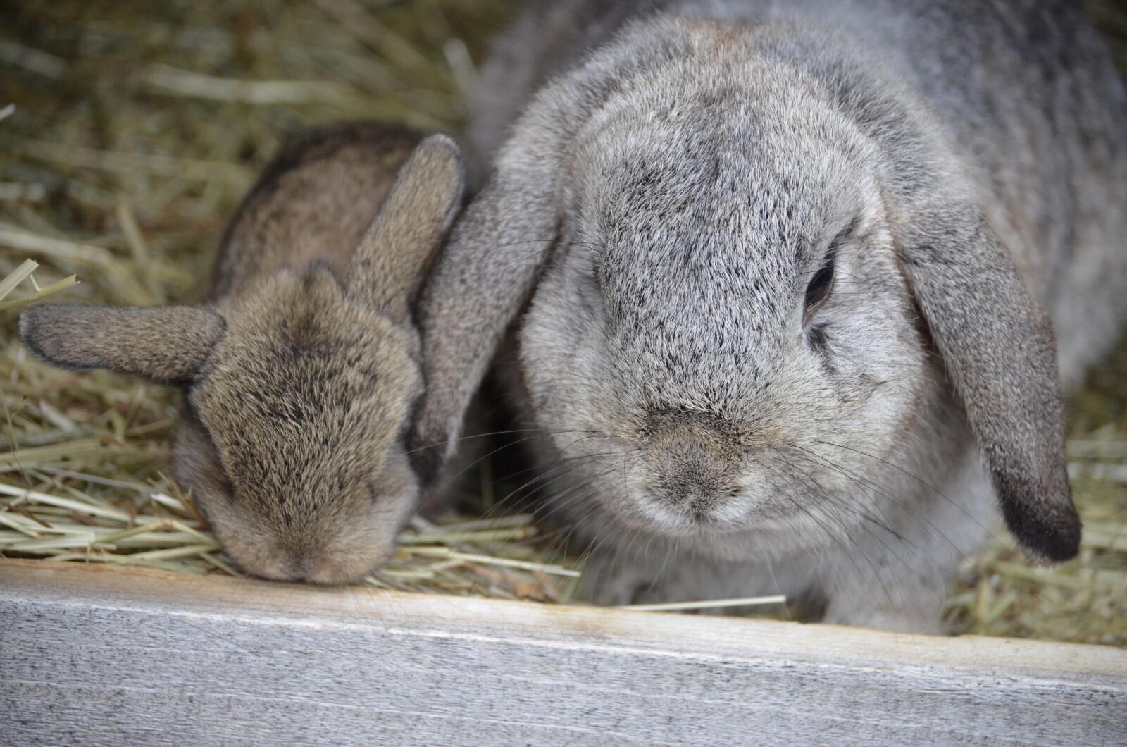 Nikon D5100 sample photo. Aries, hare baby, floppy photography