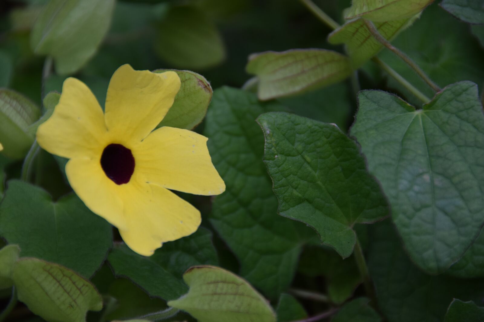 Nikon D5300 sample photo. Flower, yellow, small photography