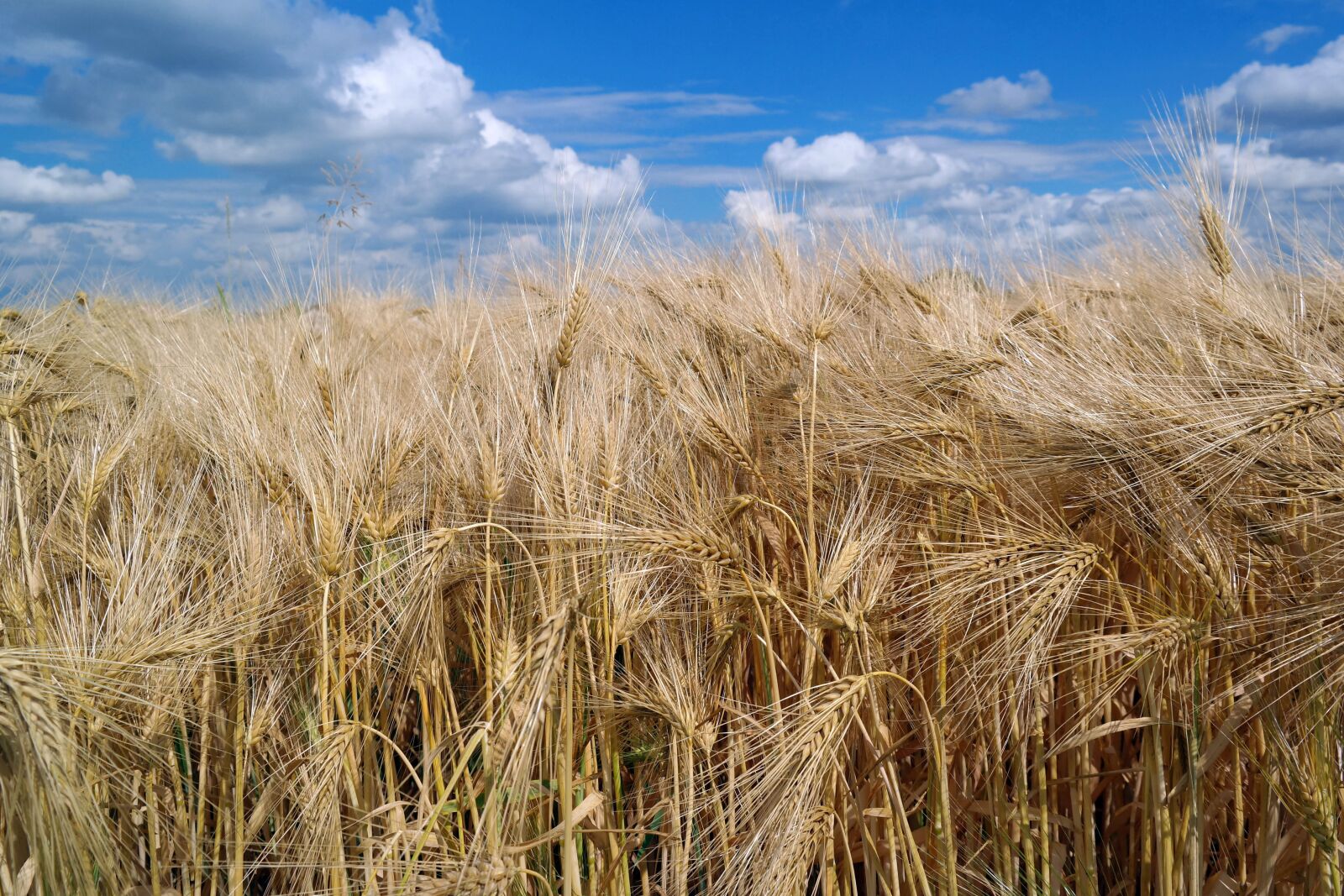 Samsung NX30 + NX 18-55mm F3.5-5.6 sample photo. Wheat, nature, agriculture photography