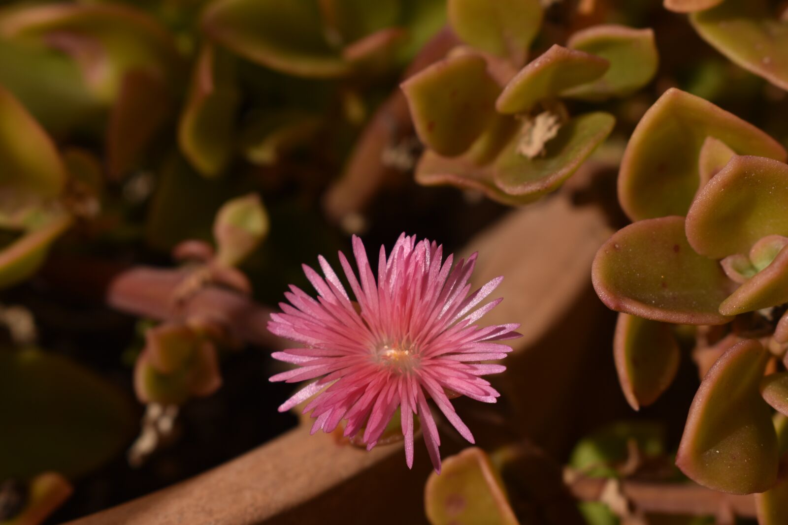 Nikon D3400 sample photo. Flower, color, rosa photography