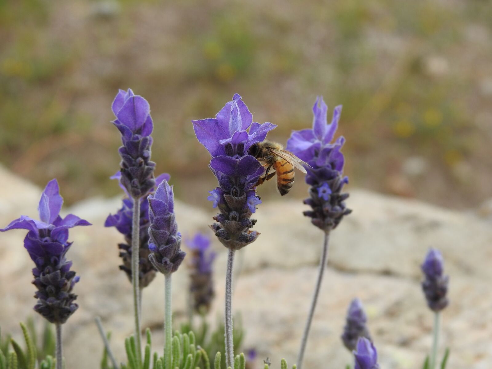 Nikon Coolpix P900 sample photo. Lavender, farm, bee photography