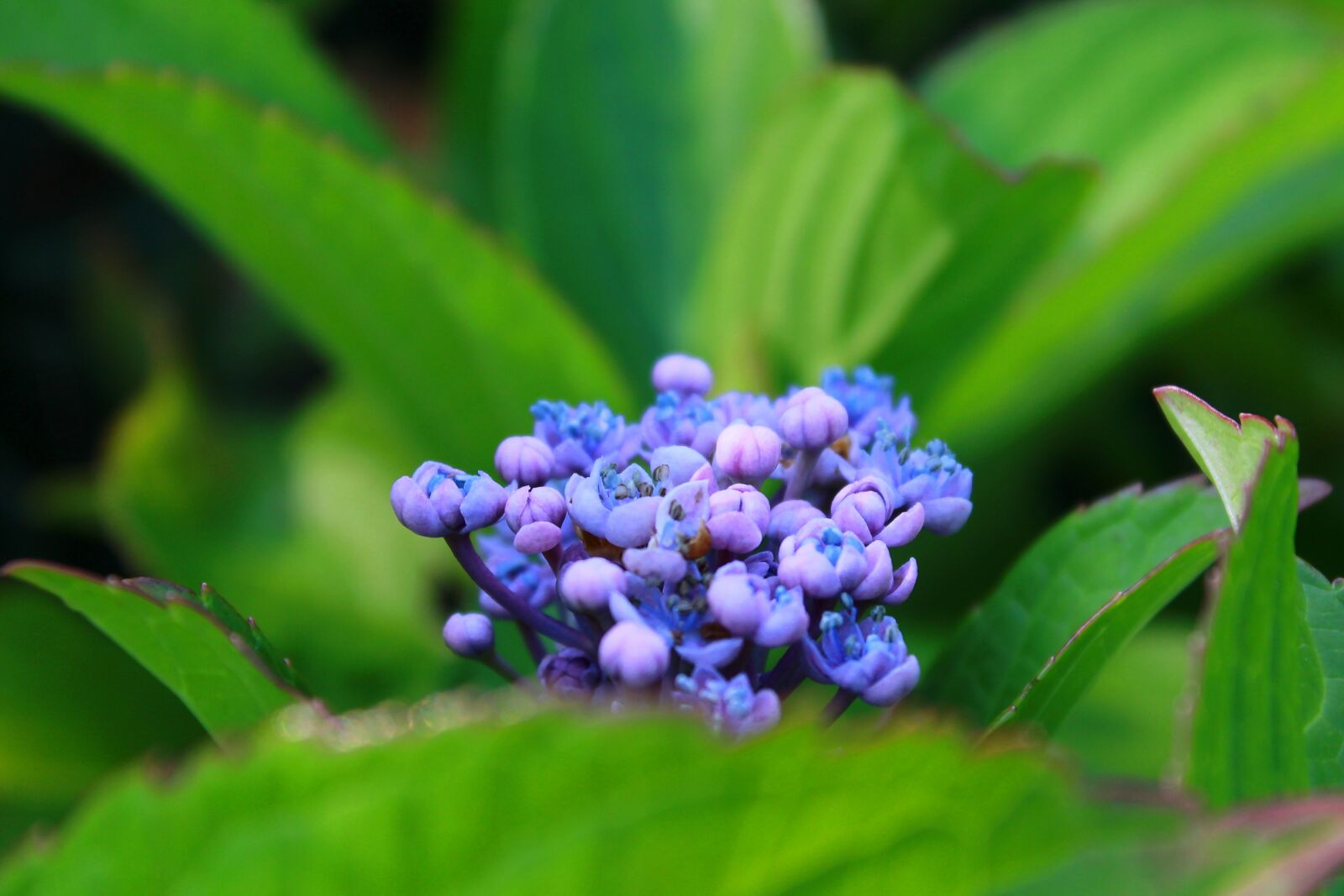 Canon EOS 1200D (EOS Rebel T5 / EOS Kiss X70 / EOS Hi) sample photo. Flower, plant, bush photography