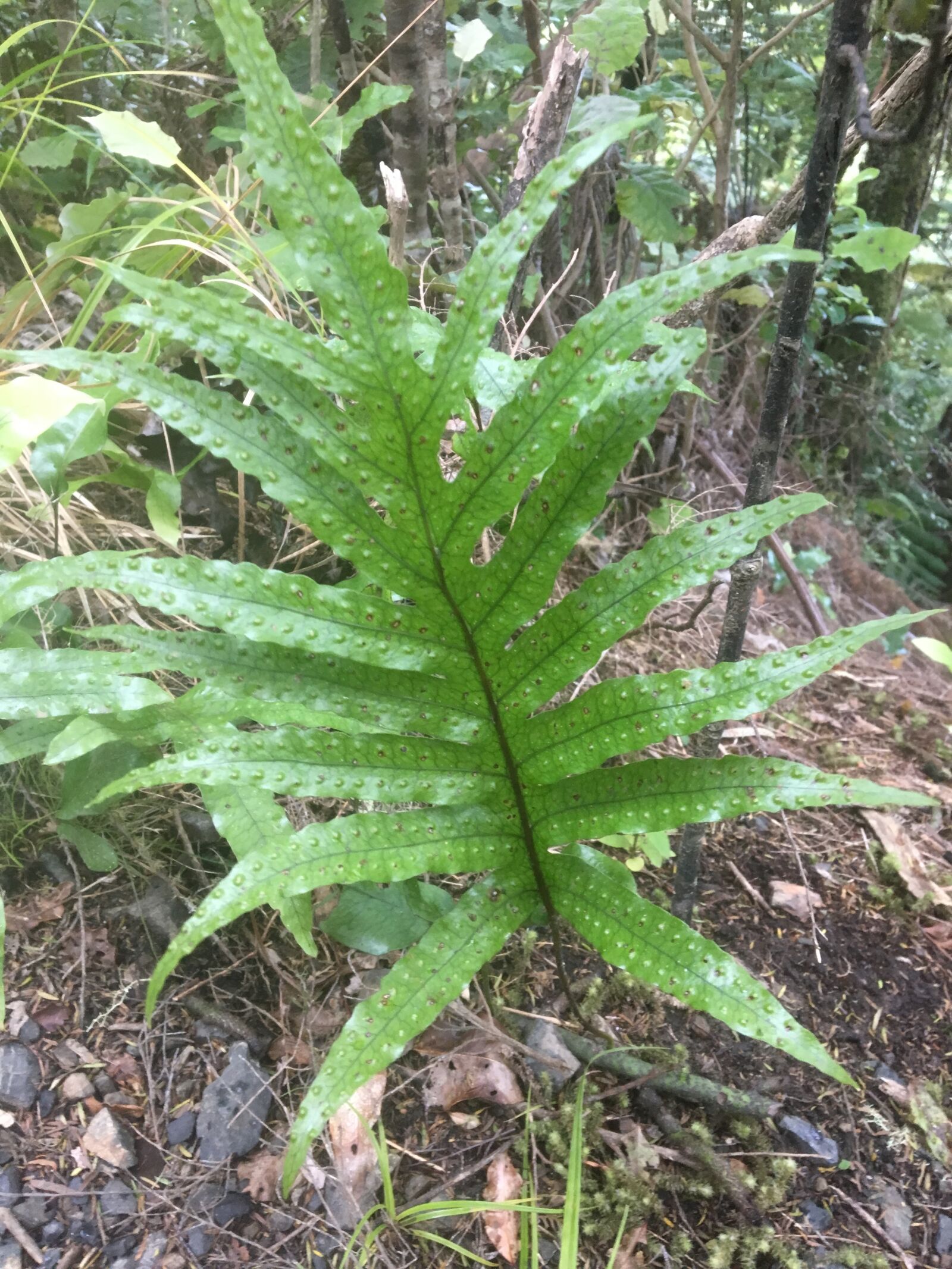 Apple iPhone 6s sample photo. Kaikomako, bush trek, gisborne photography