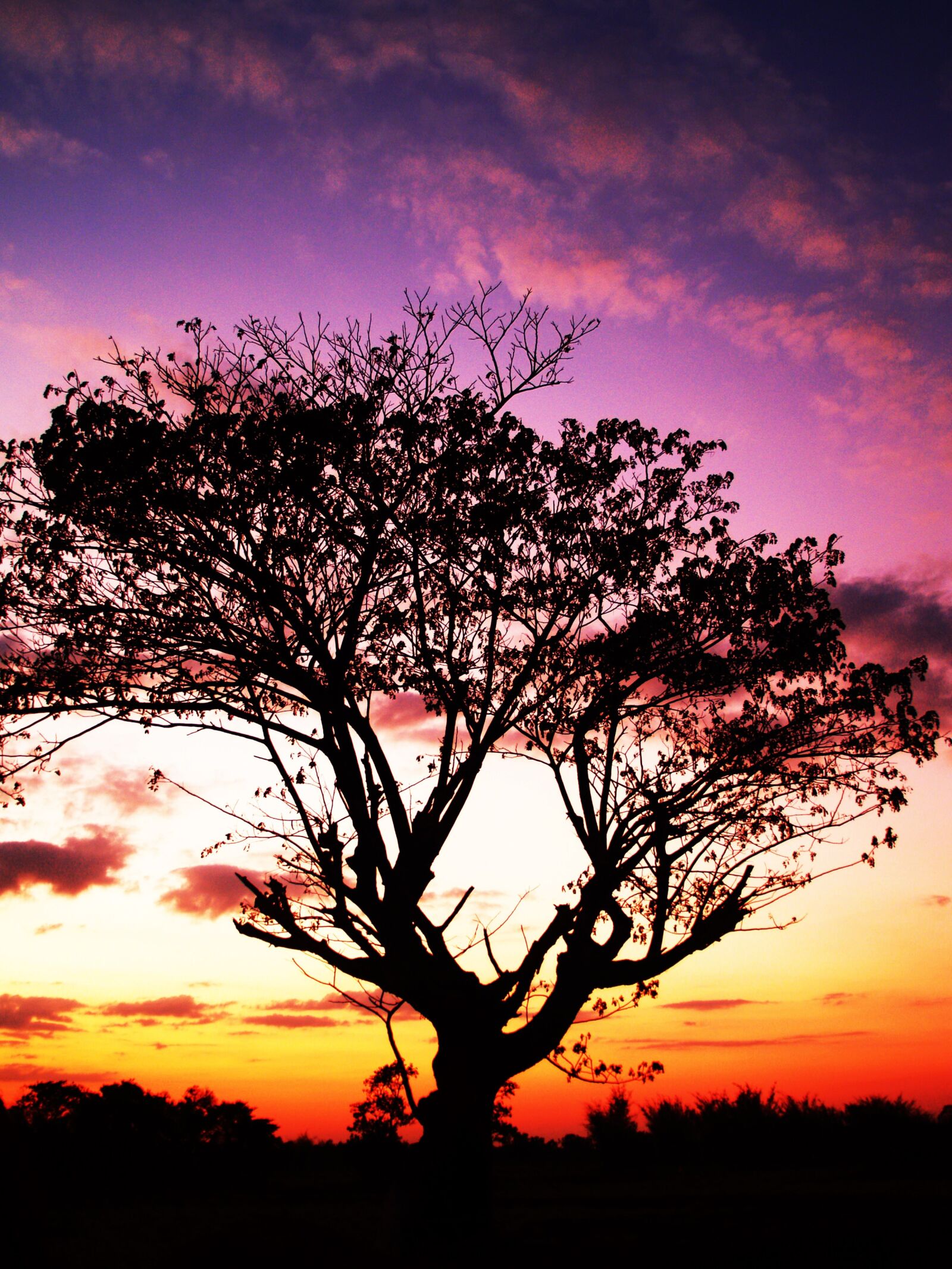 Olympus E-300 (EVOLT E-300) sample photo. Background, black, branches, clouds photography
