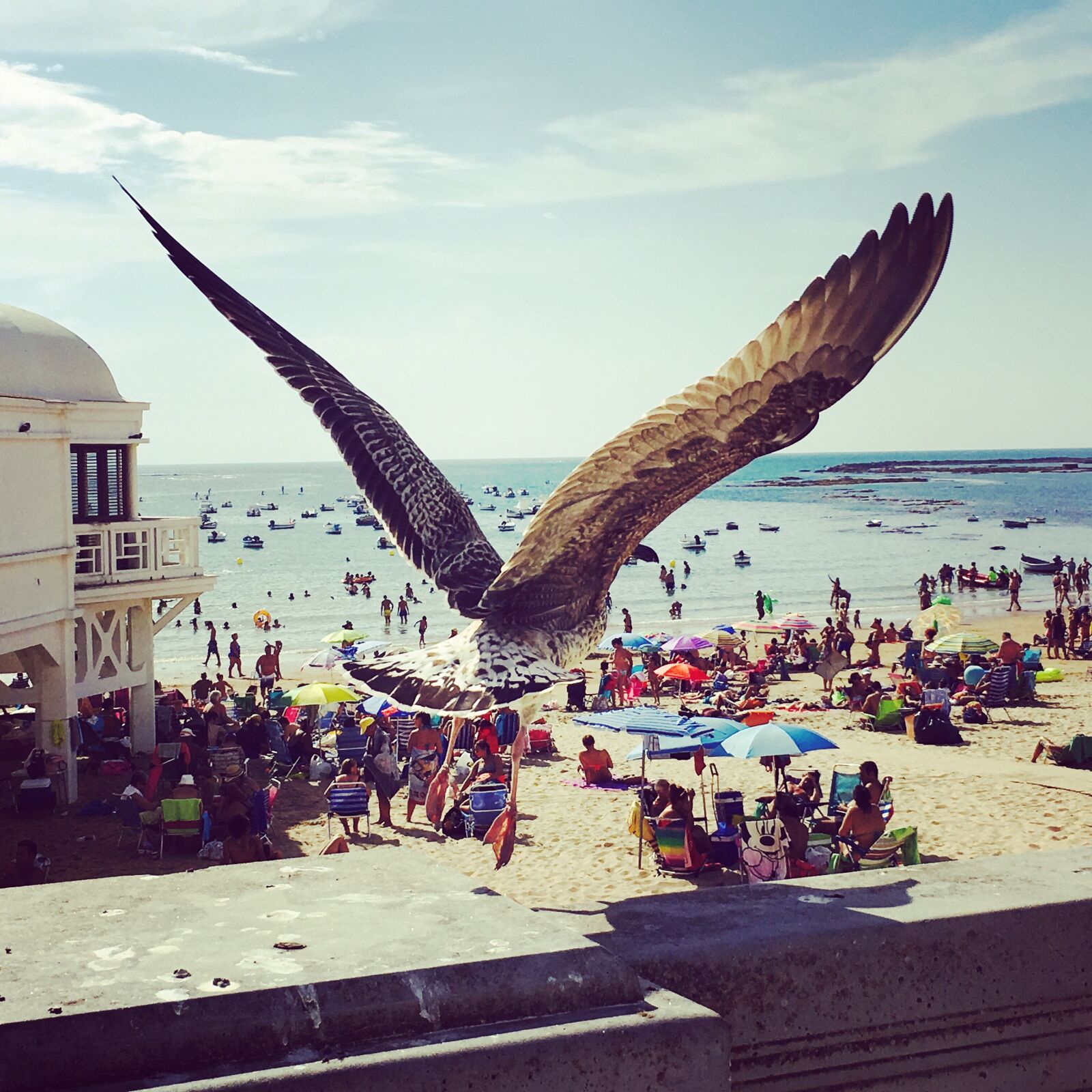 Apple iPhone 6s Plus sample photo. Seagull, bird, cadiz photography