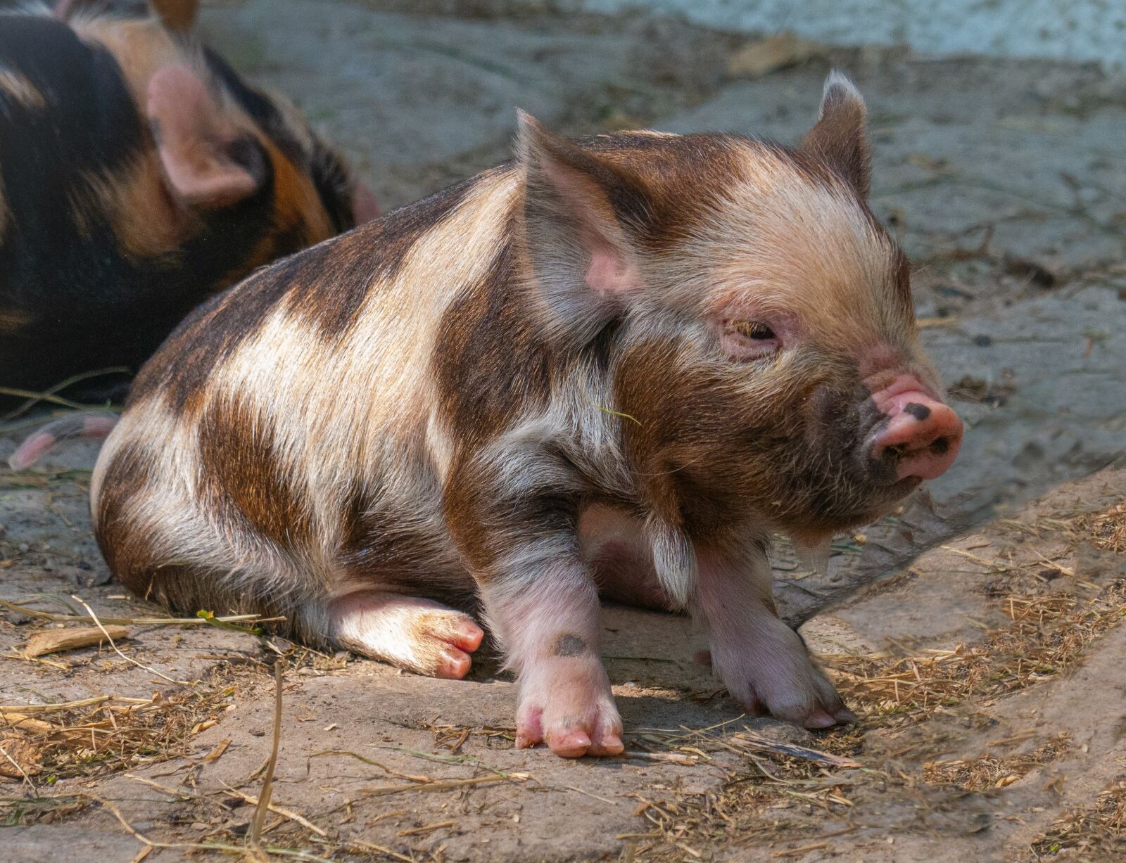 Panasonic DMC-G81 sample photo. Piglet, pig, baby animal photography