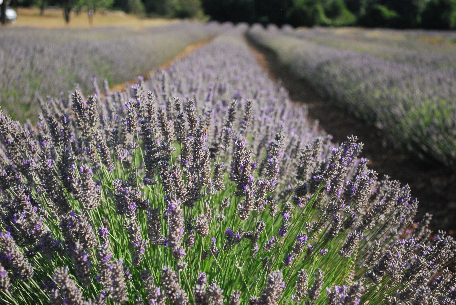 Nikon D60 sample photo. Lavender, flower, perfume photography