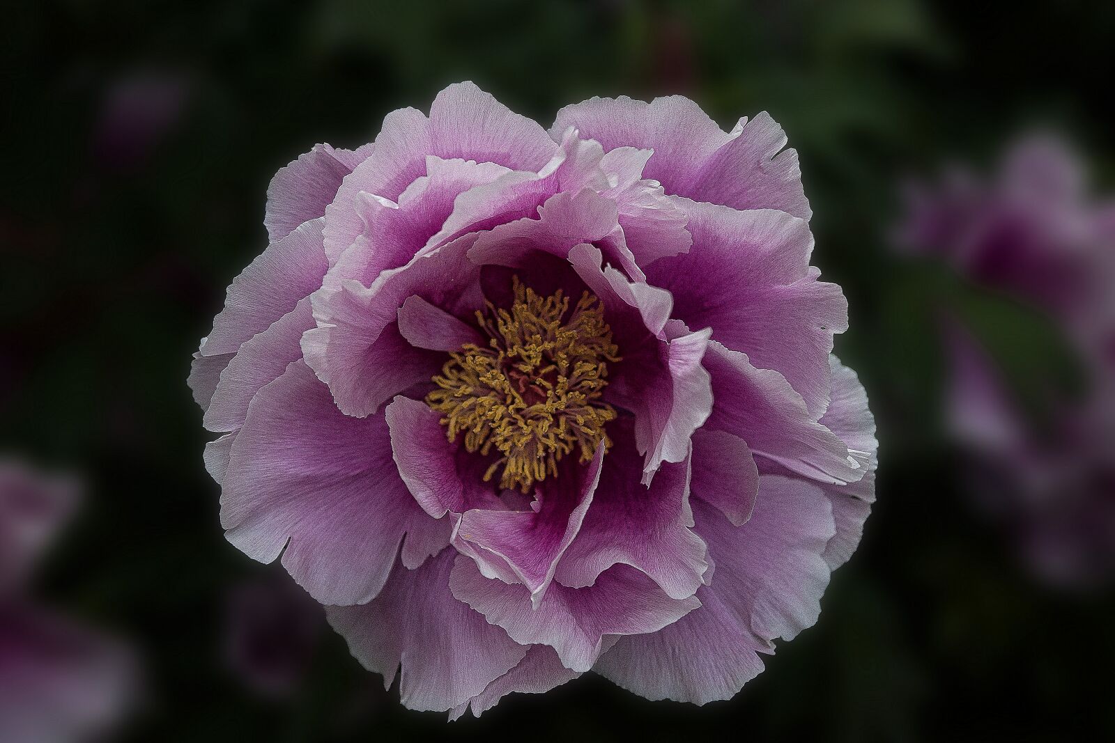 Sony SLT-A77 + Sony DT 16-50mm F2.8 SSM sample photo. Peony, flower, blossom photography